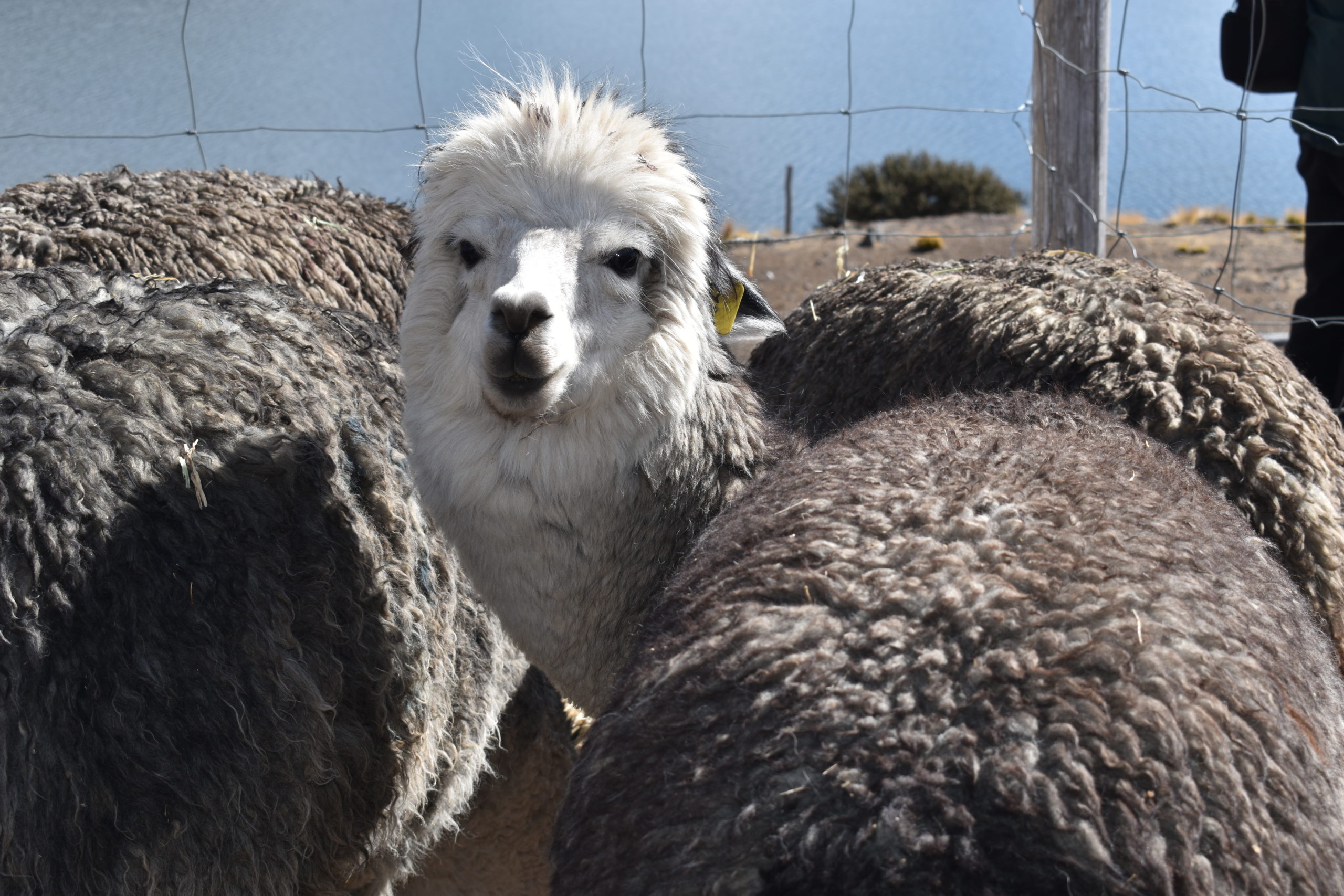 DESDE LA DIRECCION REGIONAL AGRARIA SE PARTICIPO DE LA PASANTIA SOBRE INNOVACIONES TECNOLOGICAS EN LA CRIANZA DE ALPACAS POR EL DIA NACIONAL DE LA ALPACA
