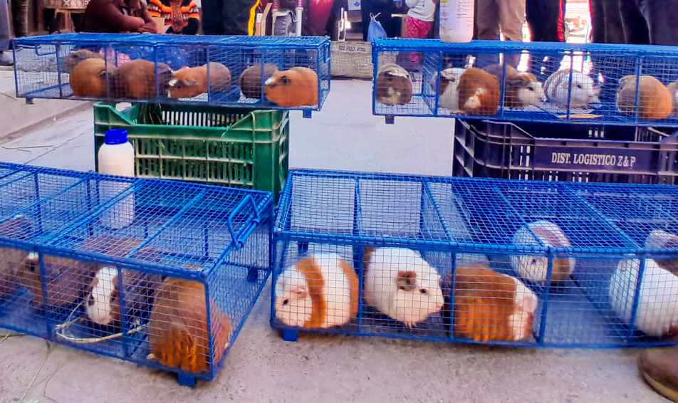 PROYECTO SEGURIDAD ALIMENTARIA REALIZÓ PRIMERA ENTREGA DE MÁS DE MIL 800 CUYES