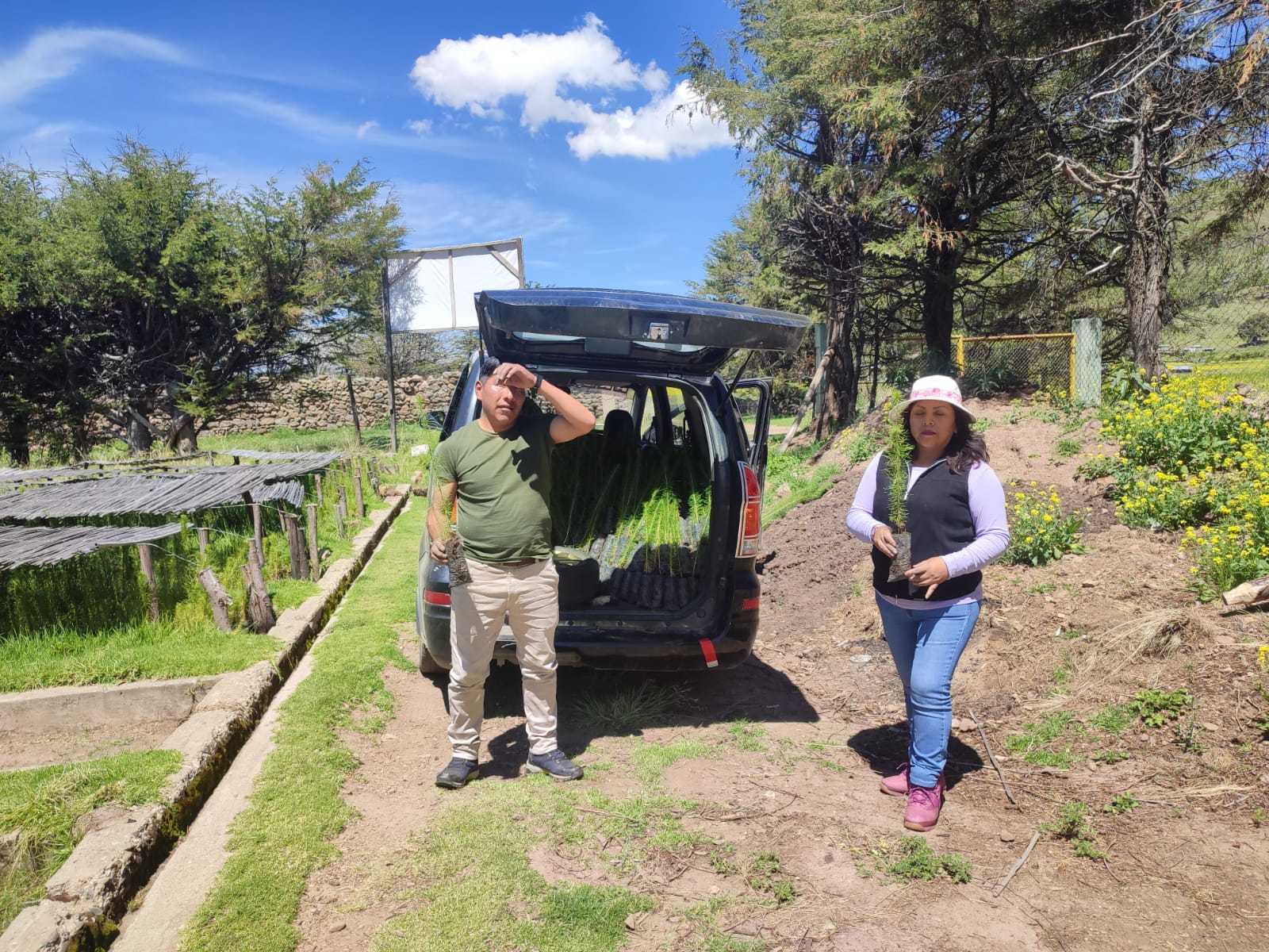 LA DIRECCION REGIONAL AGRARIA PUNO REALIZA LA ENTREGA DE PLANTONCITOS PARA LAS DIFERENTES CAMPAÑAS DE REFORESTACION 2024