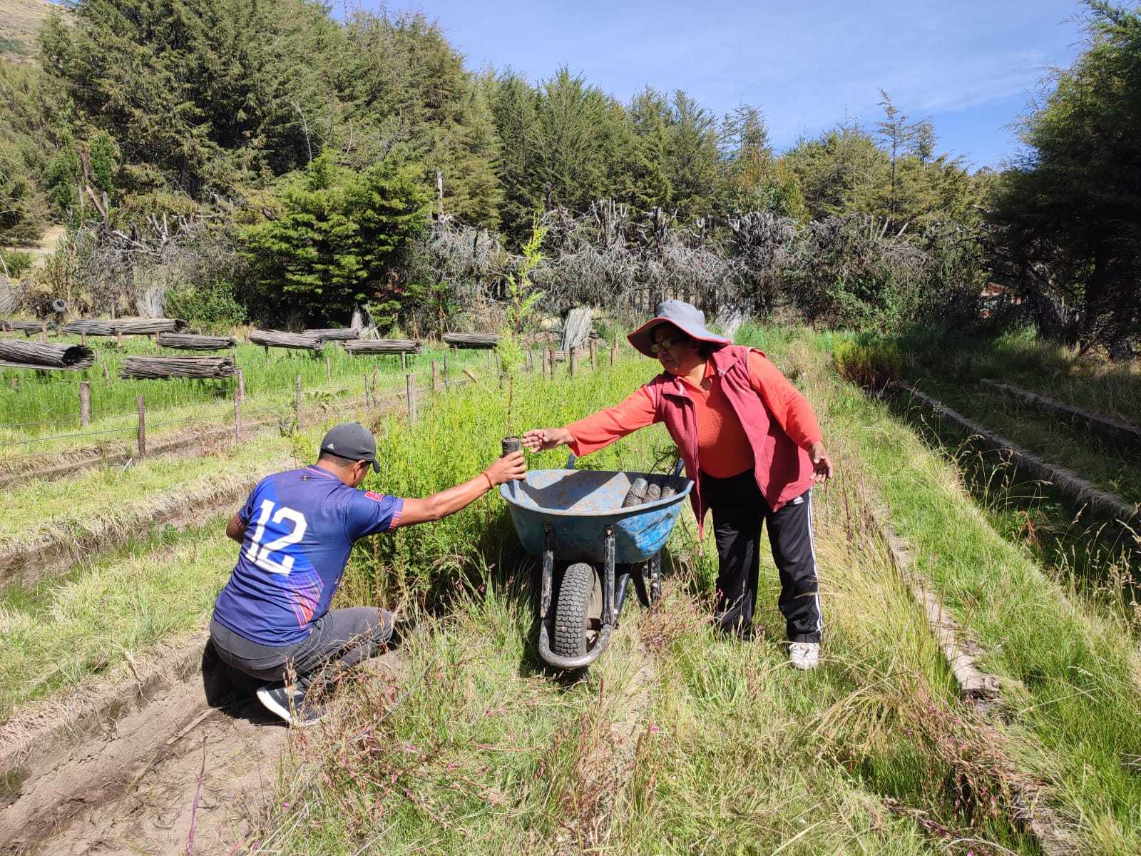 CONTINUAMOS CON LA CAMPAÑA DE REFORESTACION CON LA ENTREGA DE PLANTONCITOS EN DISTRITOS Y PROVINCIAS