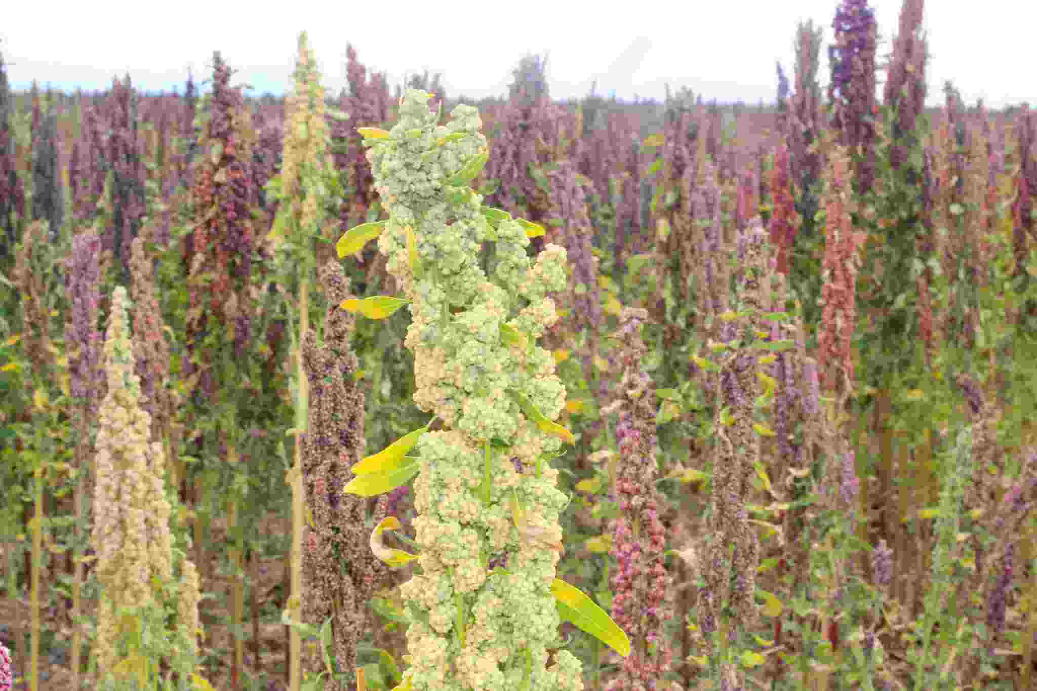 VERIFICAN PRODUCCIÓN DE QUINUA EN FUNDO CIENEGUILLA