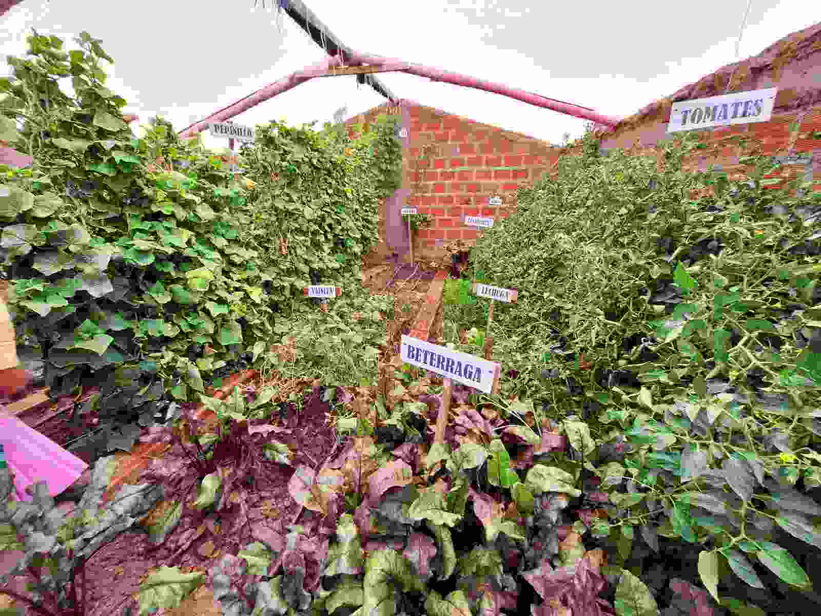 PROYECTO SEGURIDAD ALIMENTARIA REALIZO MONITOREO Y ASISTENCIA TECNICA EN MANEJO Y PRODUCCION DE HORTALIZAS Y ANIMALES MENORES EN CHUCUITO