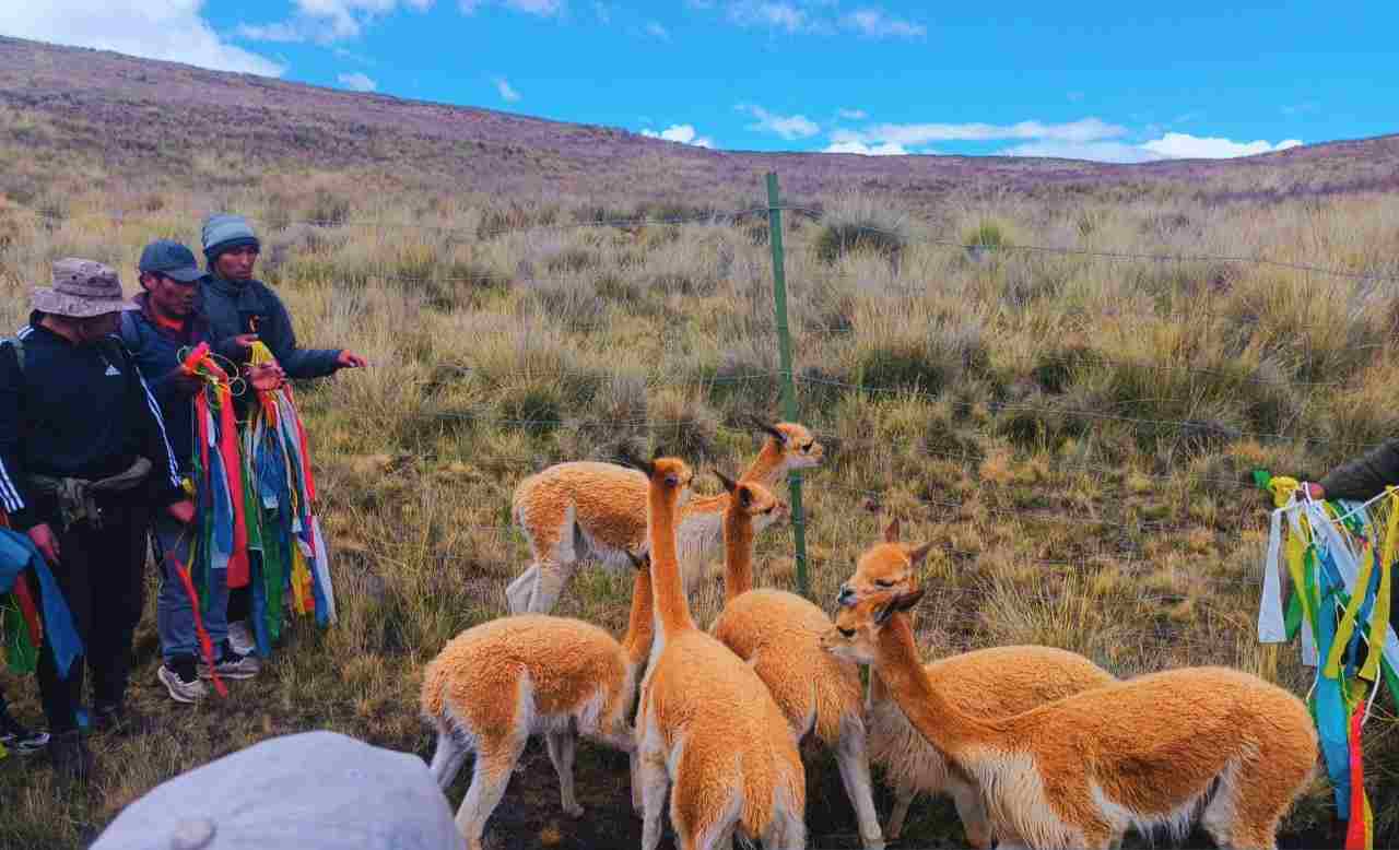 COMIENZA LA TRADICIONAL CAPTURA Y ESQUILA DE VICUÑAS EN LAS ZONAS ALTOANDINAS DE LA REGION DE PUNO