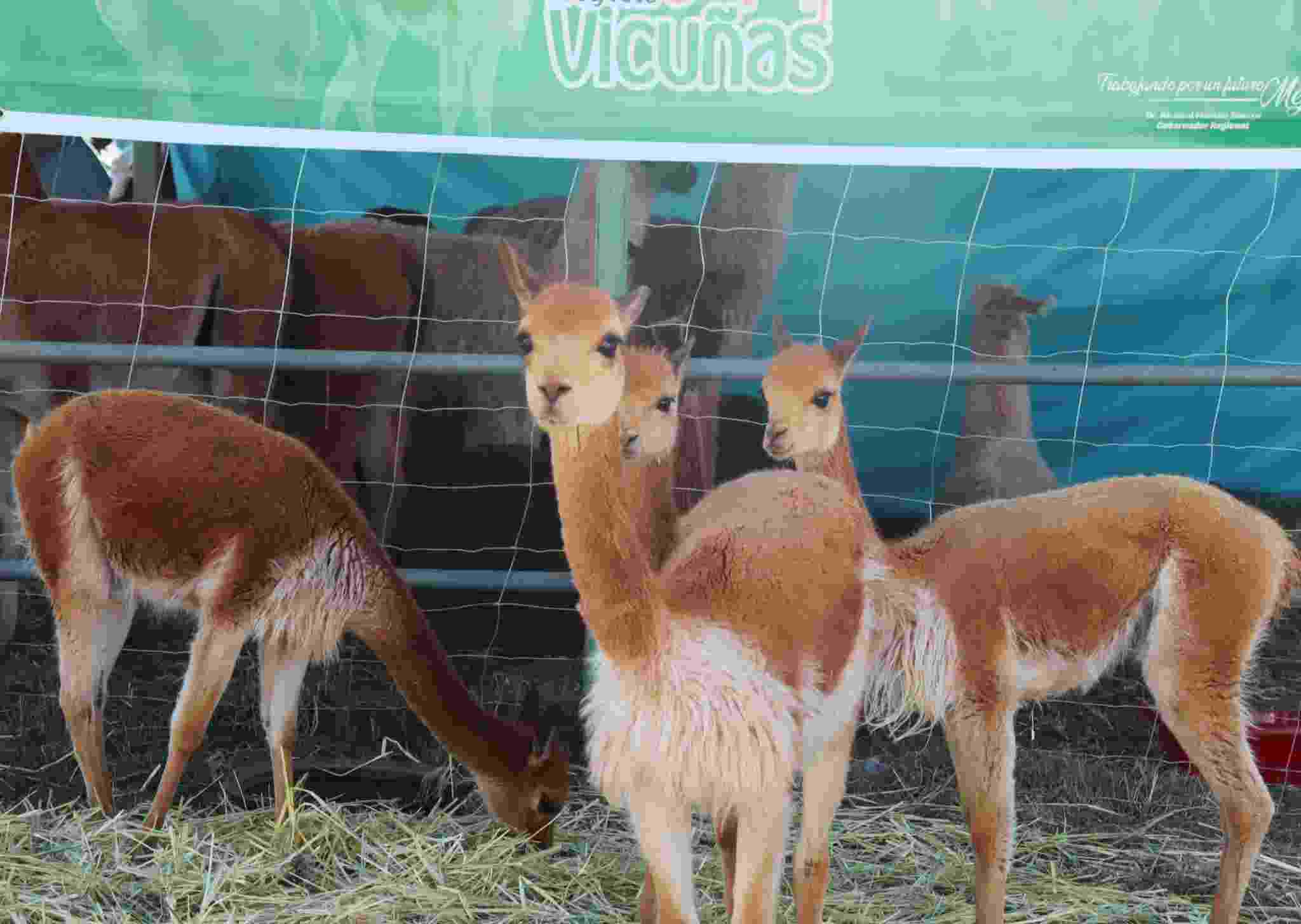 VICUÑAS FUERON EL CENTRO DE ATENCION EN LA INAGURACION DE FEGASUR 2024