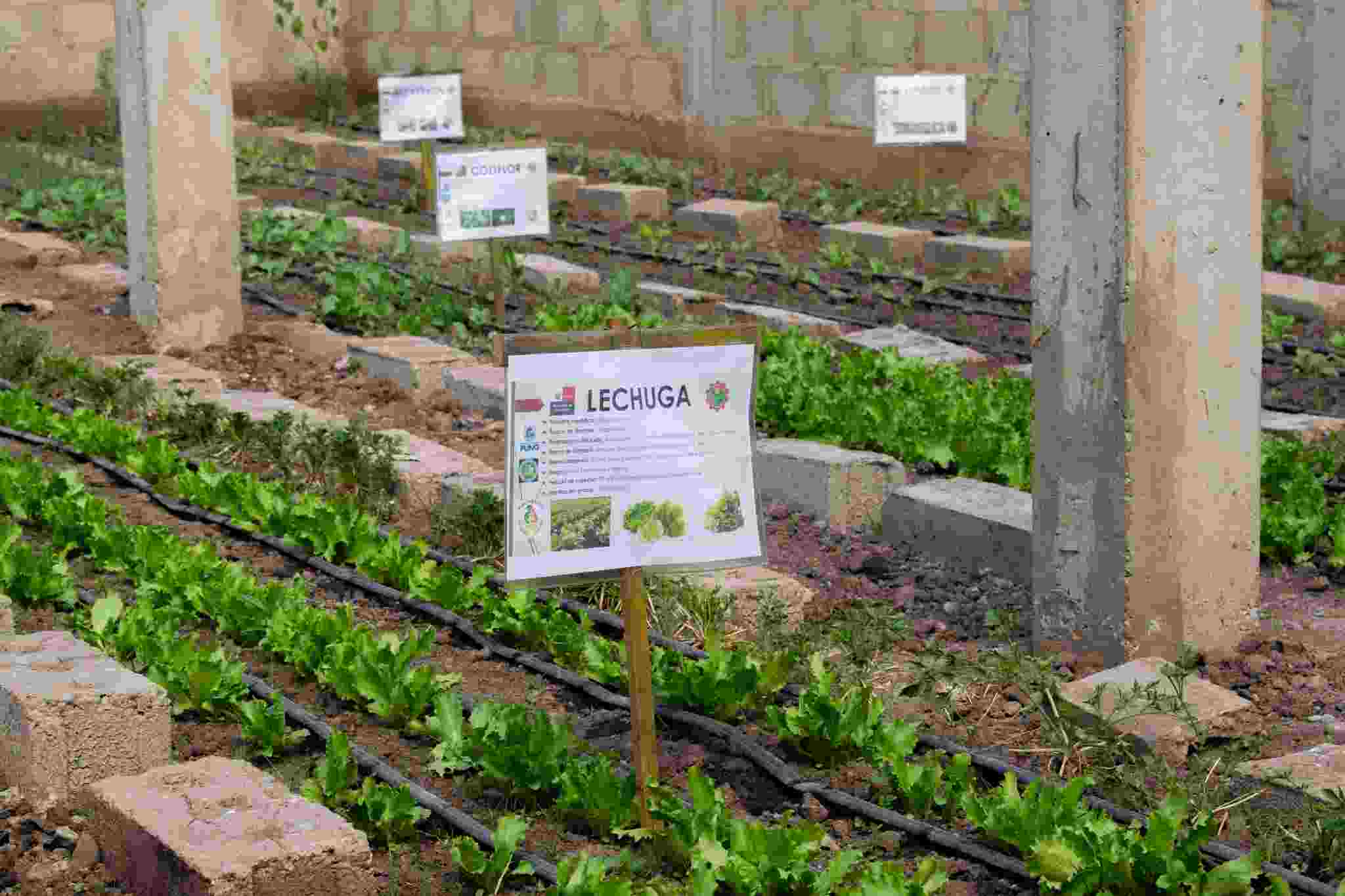 SE REALIZO INAGURACION DEL INVERNADERO DE PROYECTO SEGUIRDAD ALIMENTARIA EN EL INSTITUTO TECNOLOGIO DE MUÑANI- AZANGARO