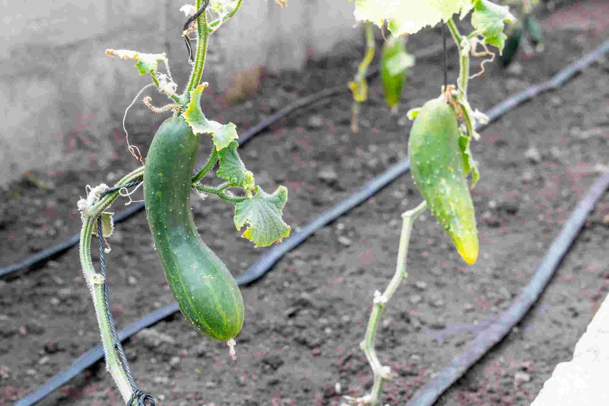 PROYECTO SEGUIRDAD ALIMENTARIA INAGURA BIOHUERTO EN EL IESTP JOSE ANTONIO ENCINAS POR EL ANIVERSARIO DEL PROGRAMA DE ESTUDIOS DE PRODUCCION AGROPECUARIA