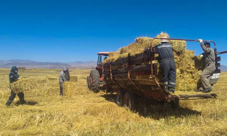 REALIZAN RECOJO DE PACAS DE AVENA EN MELGAR