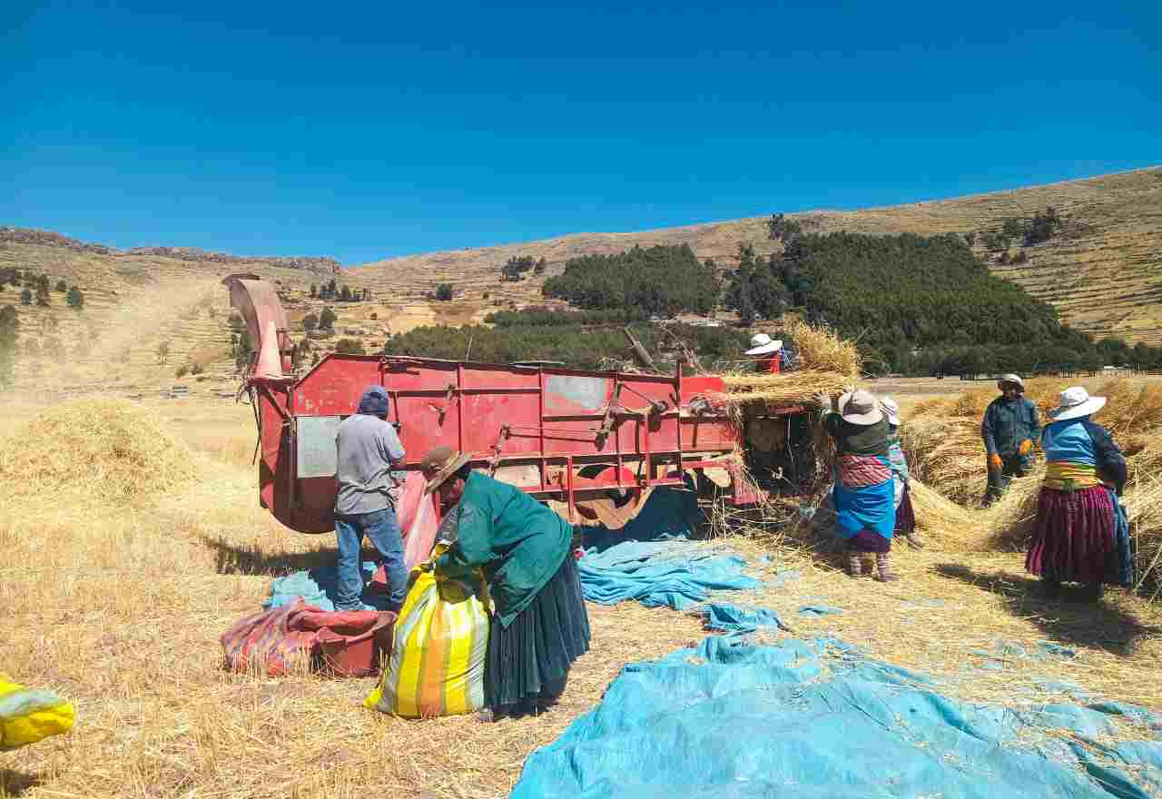 ALMACENAN SEMILLA DE AVENA FORRAJERA EN POTOJANI