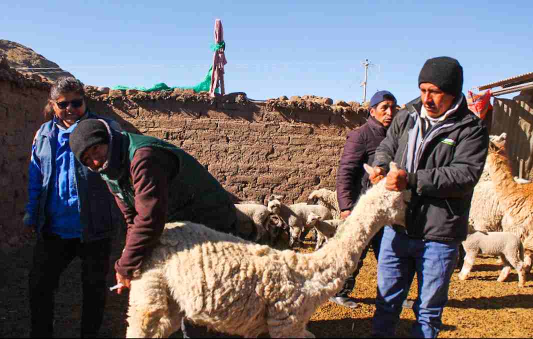 APLICAN KITS VETERINARIOS EN ALPACAS DEL DISTRITO DE CABANILLAS