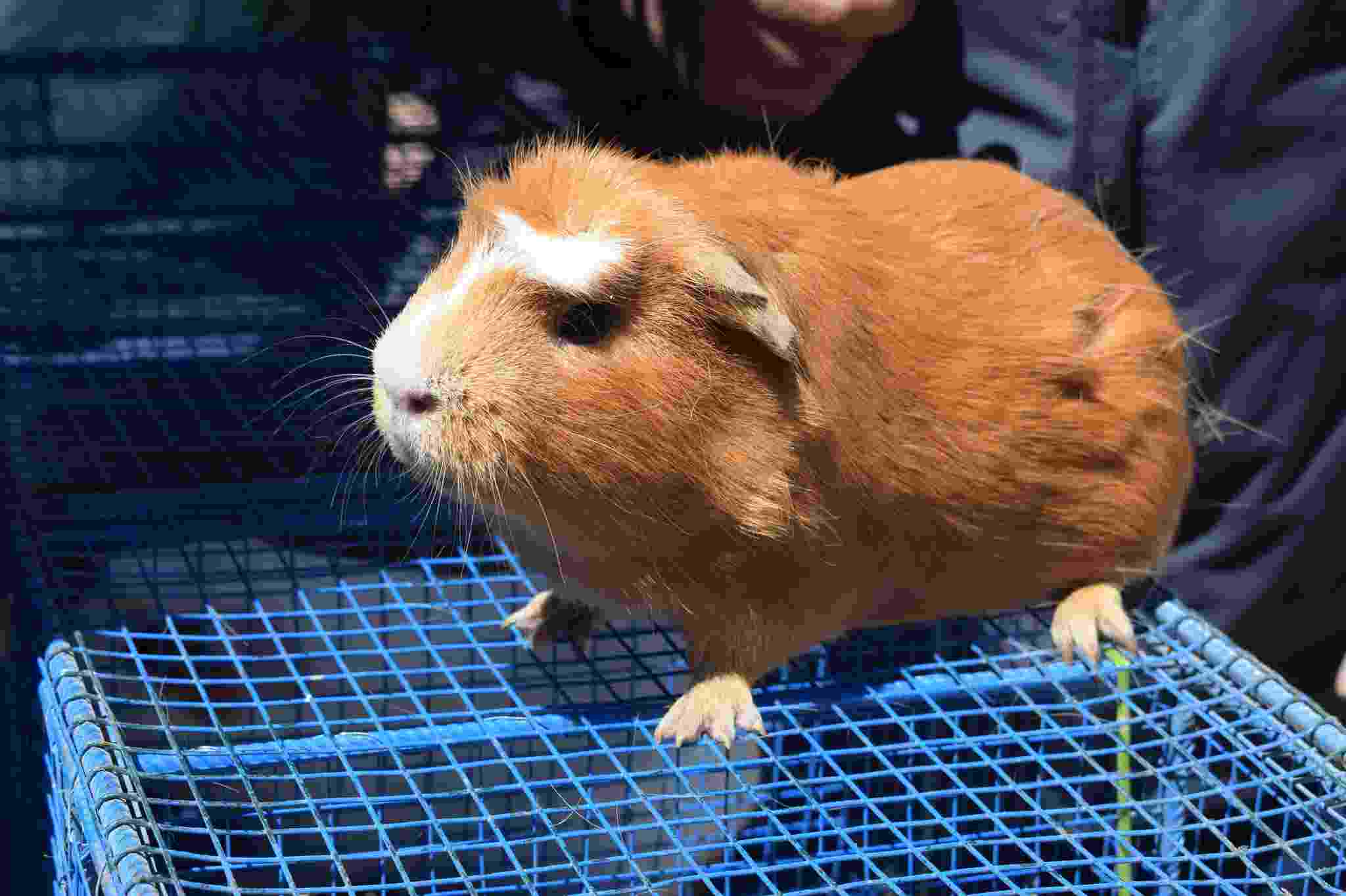 PROYECTO SEGURIDAD ALIMENTARIA REALIZA MASIVA ENTREGA DE CUYES A BENEFICIARIOS DE LA ZONA SUR DE LA REGION PUNO