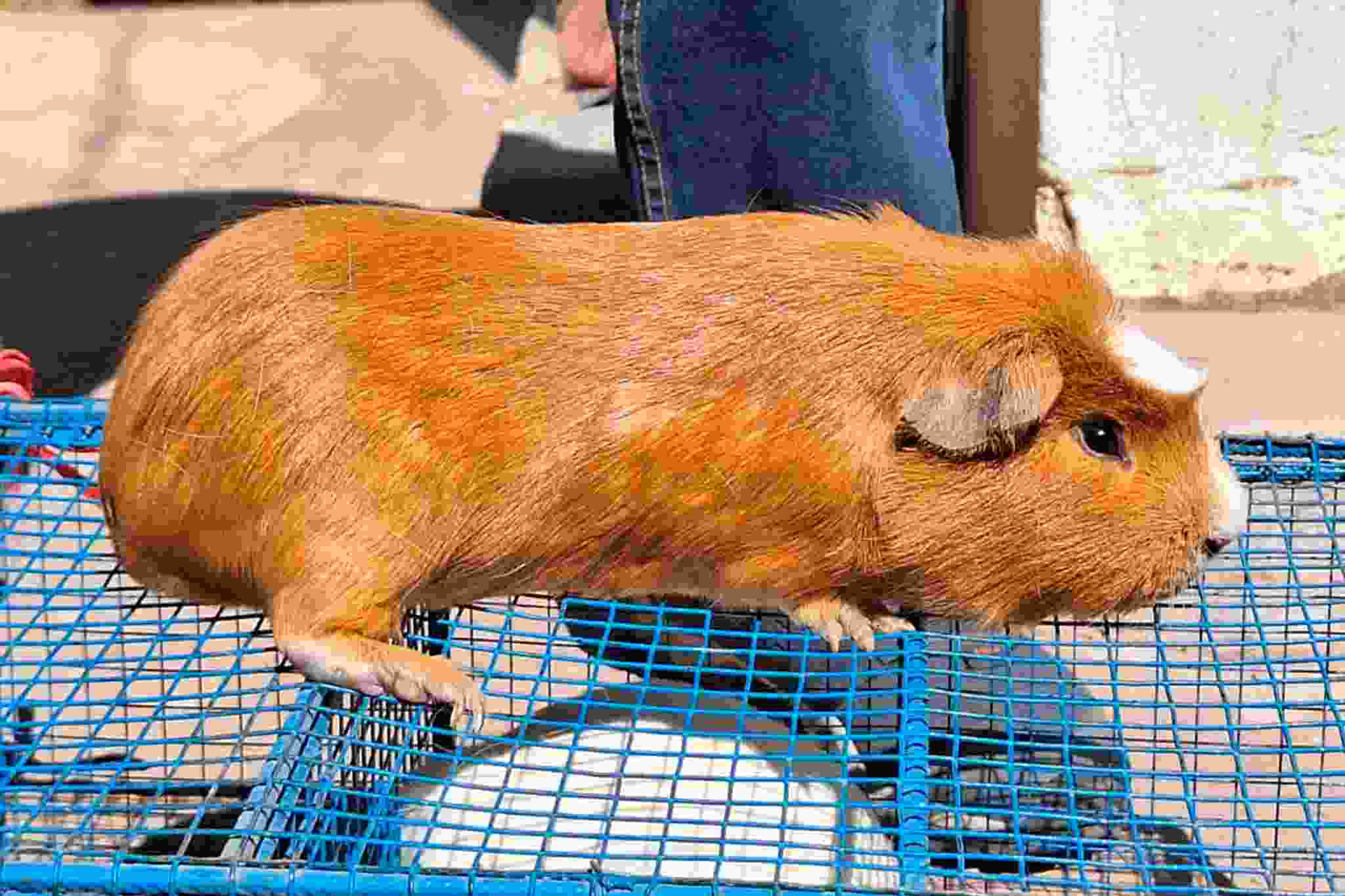 PROYECTO SEGURIDAD ALIMENTARIA FINALIZO CON LA ENTREGA DE 10 MIL 296 CUYES EN LAS 13 PROVINCIAS DE LA REGION DE PUNO