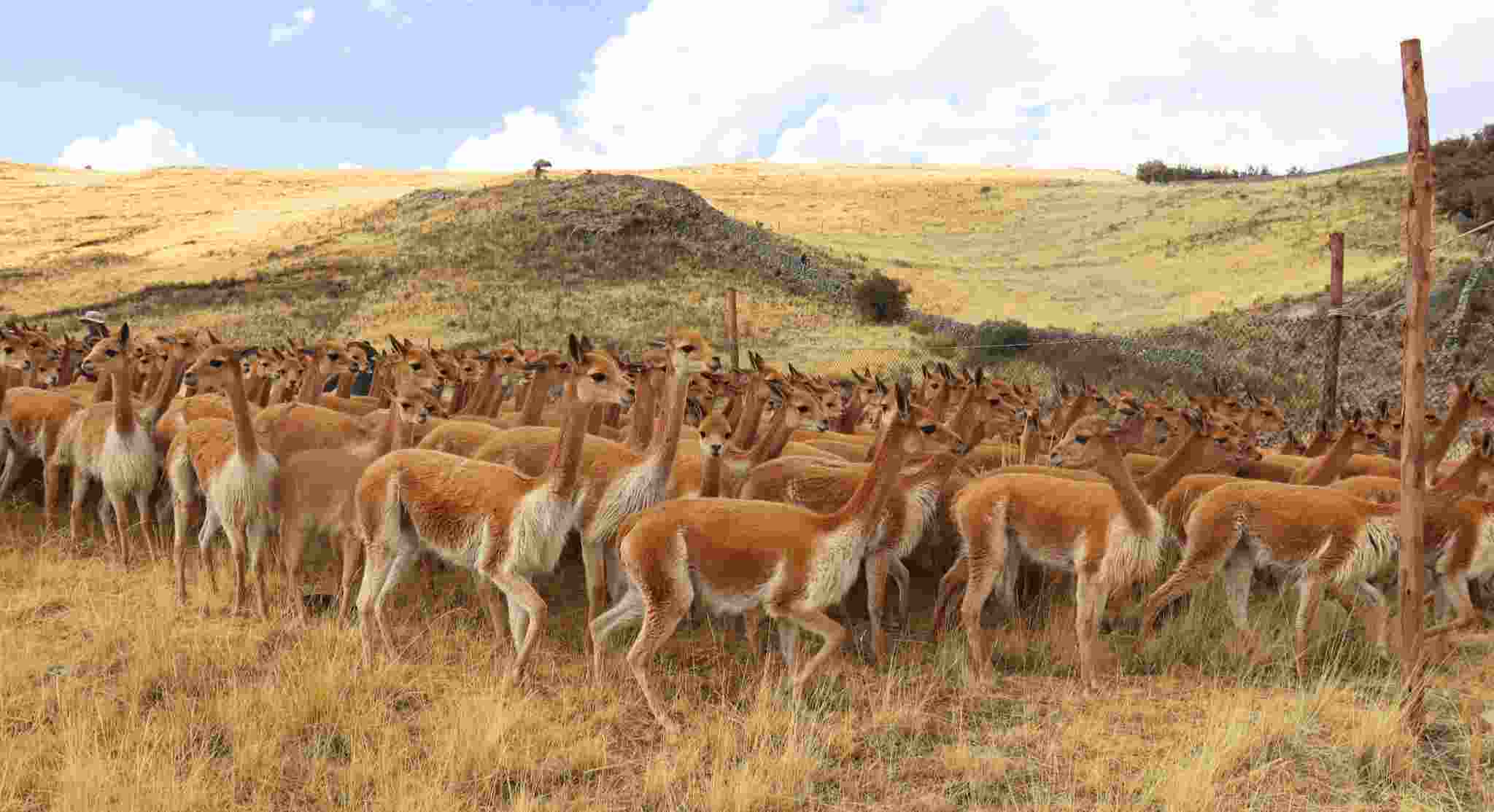 PROYECTO VICUÑAS PARTICIPA EN EL CHAKU ECOTURISTICO CALA CALA 2024