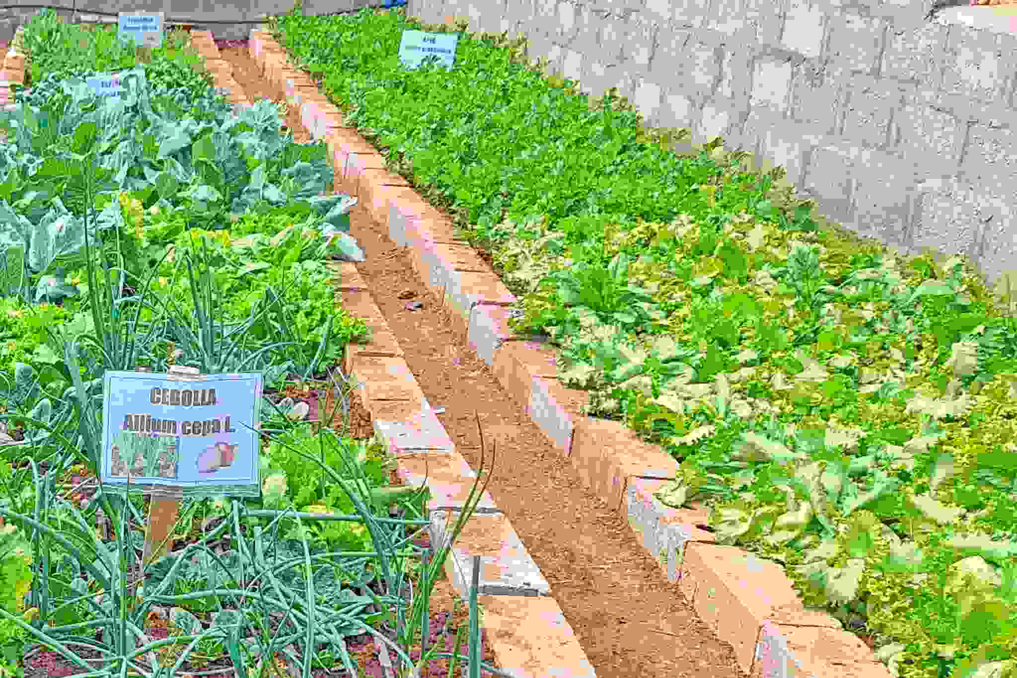 PROYECTO SEGURIDAD ALIMENTARIA REALIZO INAGURACION DE INVERNADERO EN EL INSTITUTO TECNOLOGICO DE HUANCANE