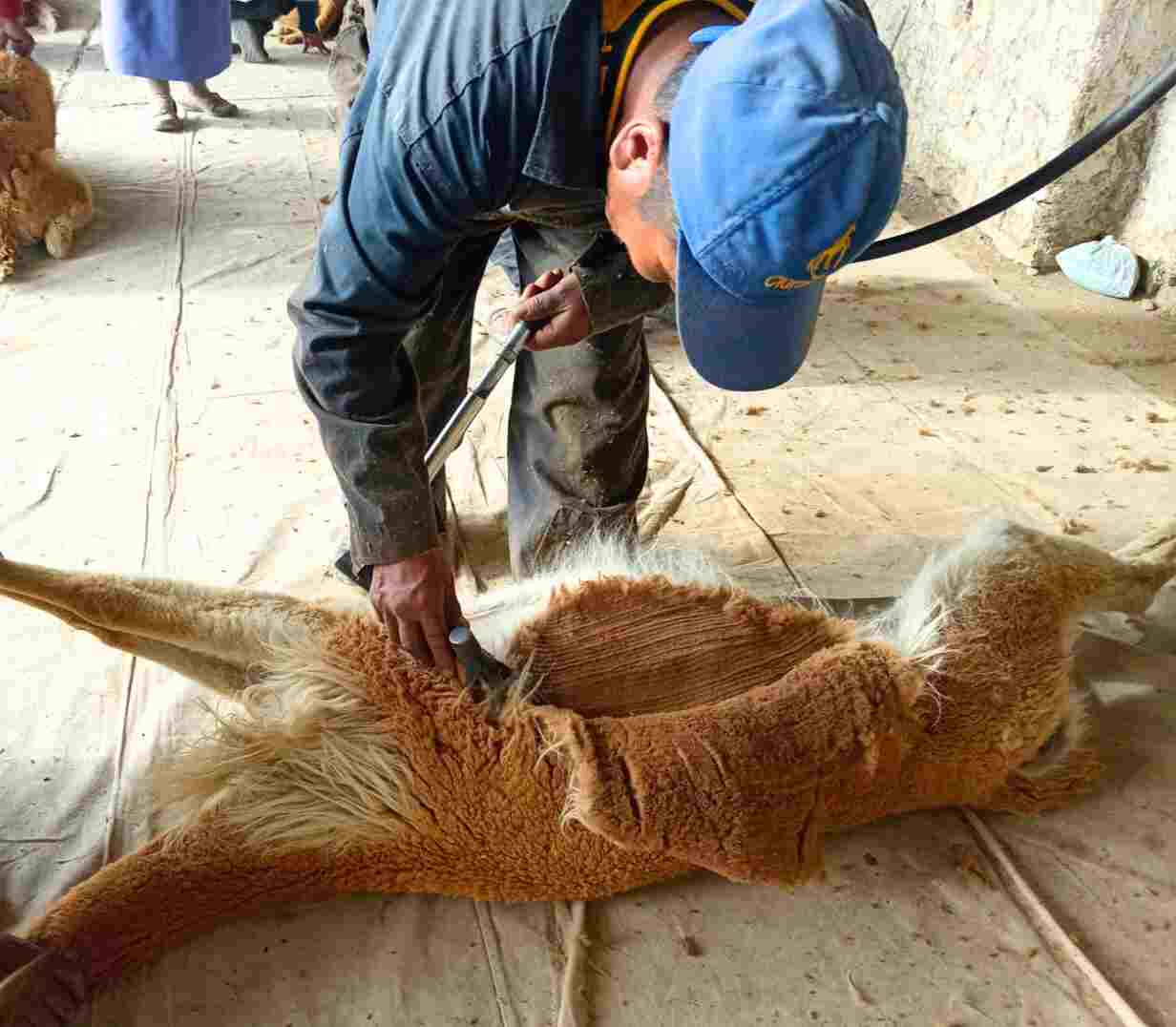 MASIVA CAPTURA Y ESQUILA DE VICUÑAS EN LA COMUNIDAD DE CAPILLA PAMPA -PATAMBUCO