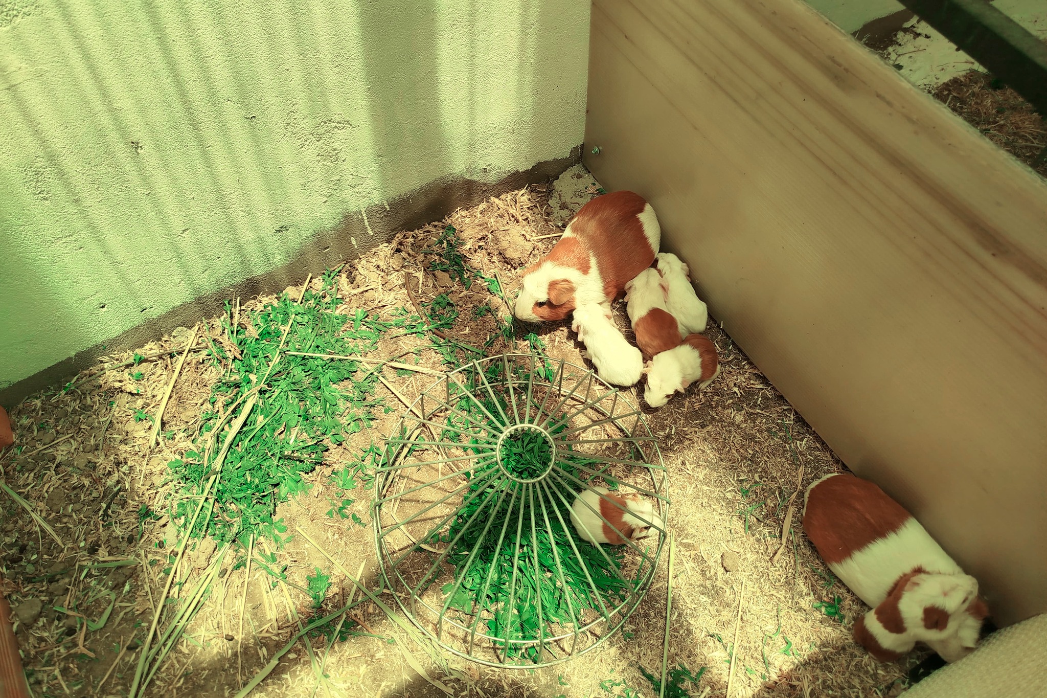 ENTREGA DE SEMILLAS DE AVENA ALFALFA Y MATERIAL DE RIEGO TECNIFICADO FUE REALIZADO POR POR EL PROYECTO SEGURIDAD ALIMENTARIA EN COATA Y PAUCARCOLLA