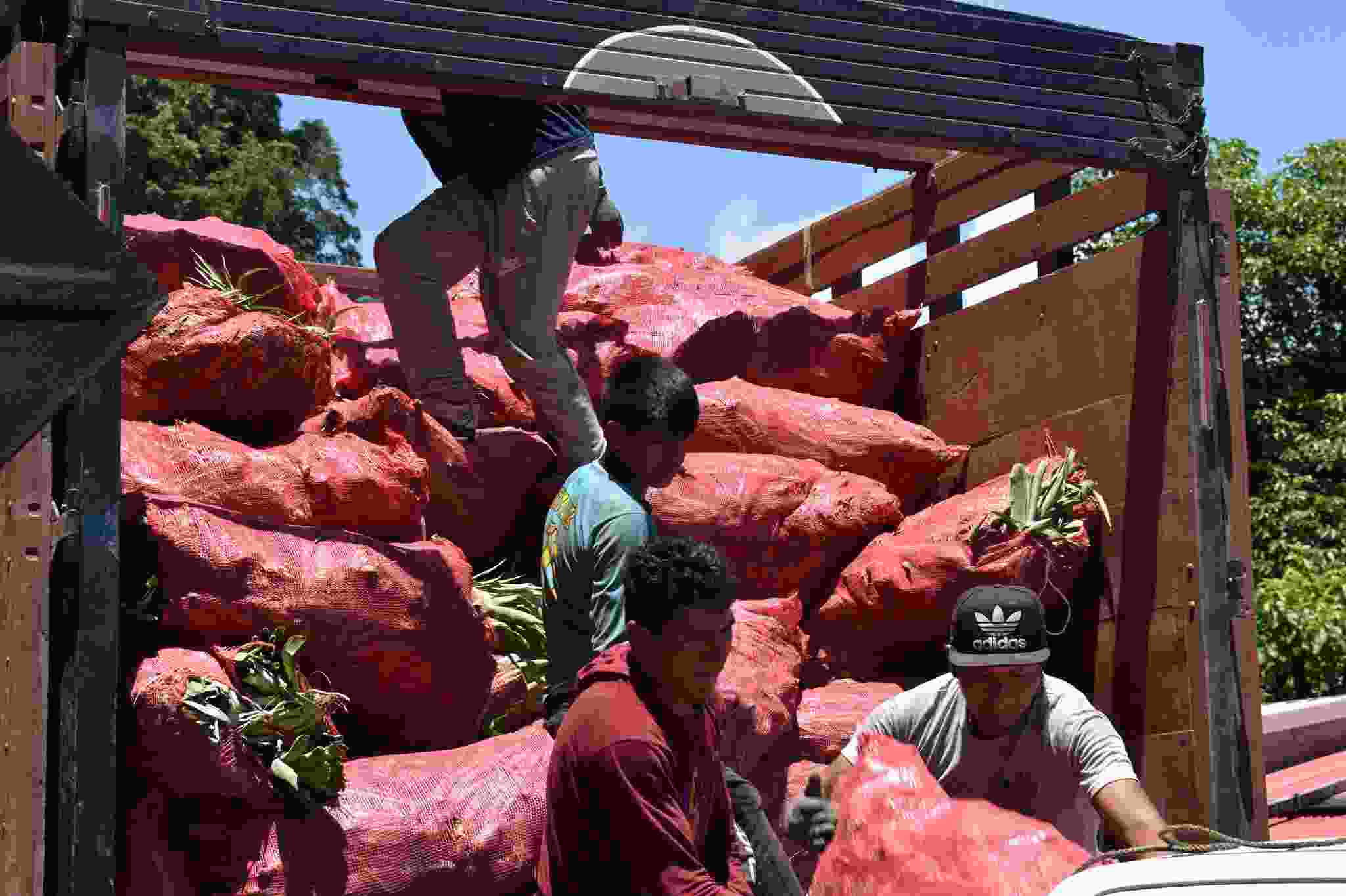 GERENTE REGIONAL DE DESARROLLO AGRARIO REALIZA LA RECEPCION Y ENTREGA DE HIJULEOS DE PIÑA DEL PROYECTO FRUTALES