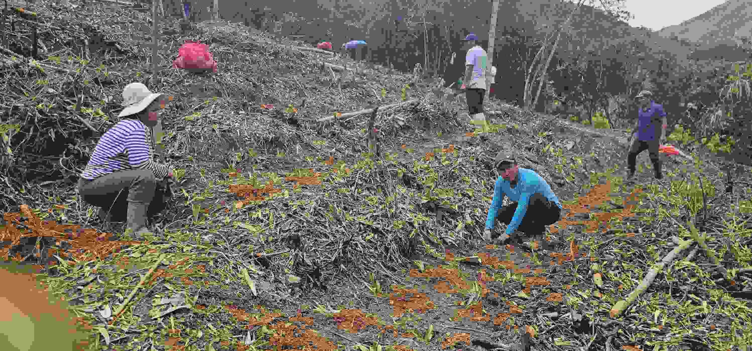 GERENCIA REGIONAL DE DESARROLLO AGRARIO MEDIANTE EL PROYECTO FRUTALES REALIZA LA INSTALACION DE PARCELAS DEMOSTRATIVAS