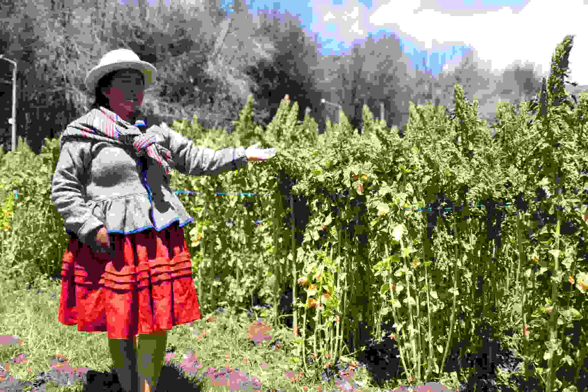 DIA DE CAMPO POR EL DÍA REGIONAL DE LA QUINUA