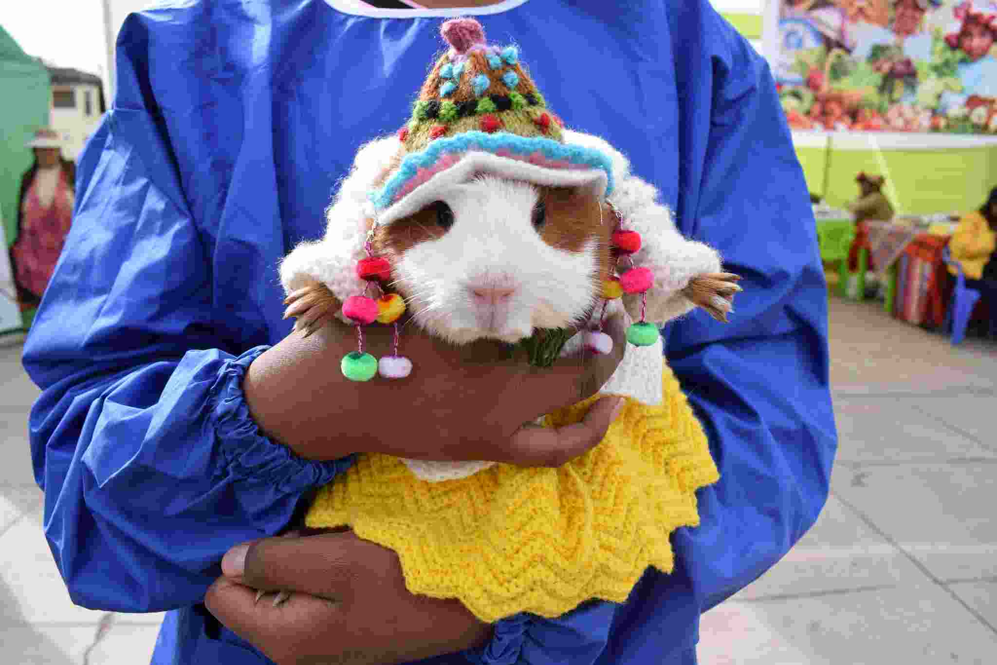 TRADICIÓN Y CREATIVIDAD BRILLAN EN JULIACA CON EXHIBICIÓN DE TRAJES TÍPICOS PARA CUYES Y GALLINAS EN EL FERIA AGROECOLÓGICA.