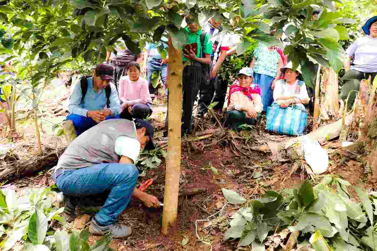 RESIDENTE DE PROYECTO FRUTALES REALIZA SEGUIMIENTO A ENTREGA DE INSUMOS Y HERRAMIENTAS A FRUTICULTORES