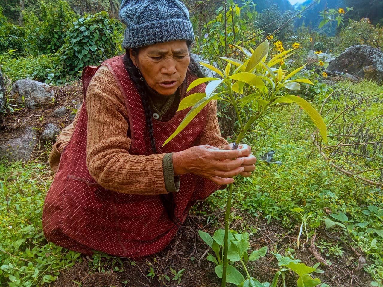 IMPULSAN PRODUCCIÓN FRUTÍCOLA EN CARABAYA CON ASISTENCIA TÉCNICA Y CAPACITACIÓN
