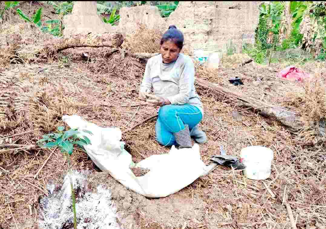 INTENSIFICAN TRABAJOS DE INSTALACIÓN DE PLANTONES DE PALTO INJERTADO EN YANAHUAYA