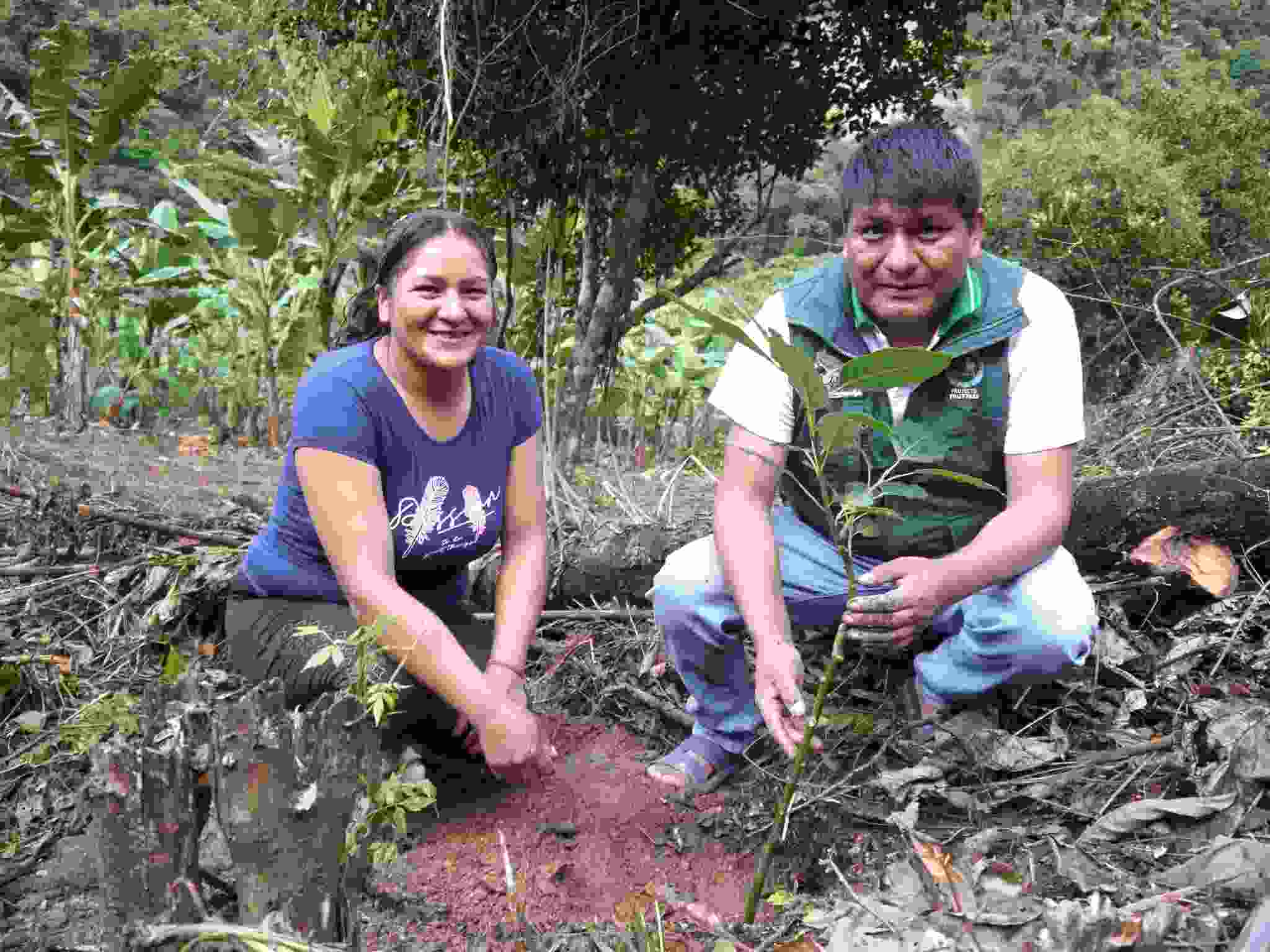 PROYECTO FRUTALES DA SEGUIMIENTO A INSTALACIÓN DE CULTIVO DE PALTO EN SAN JUAN DEL ORO