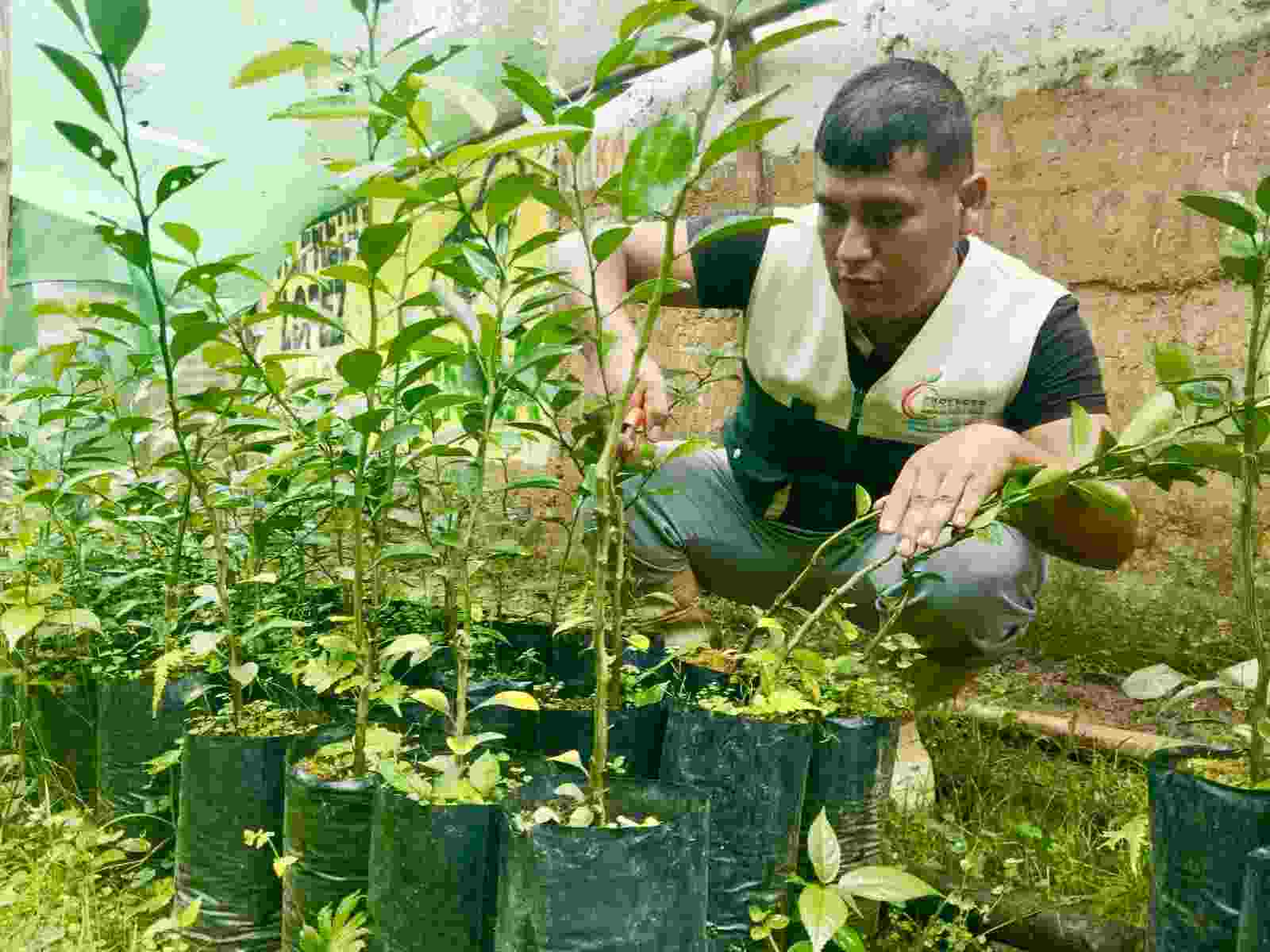FRUTICULTORES DE ALTO INAMBARI FORTALECEN SUS CULTIVOS CON ASISTENCIA TÉCNICA ESPECIALIZADA