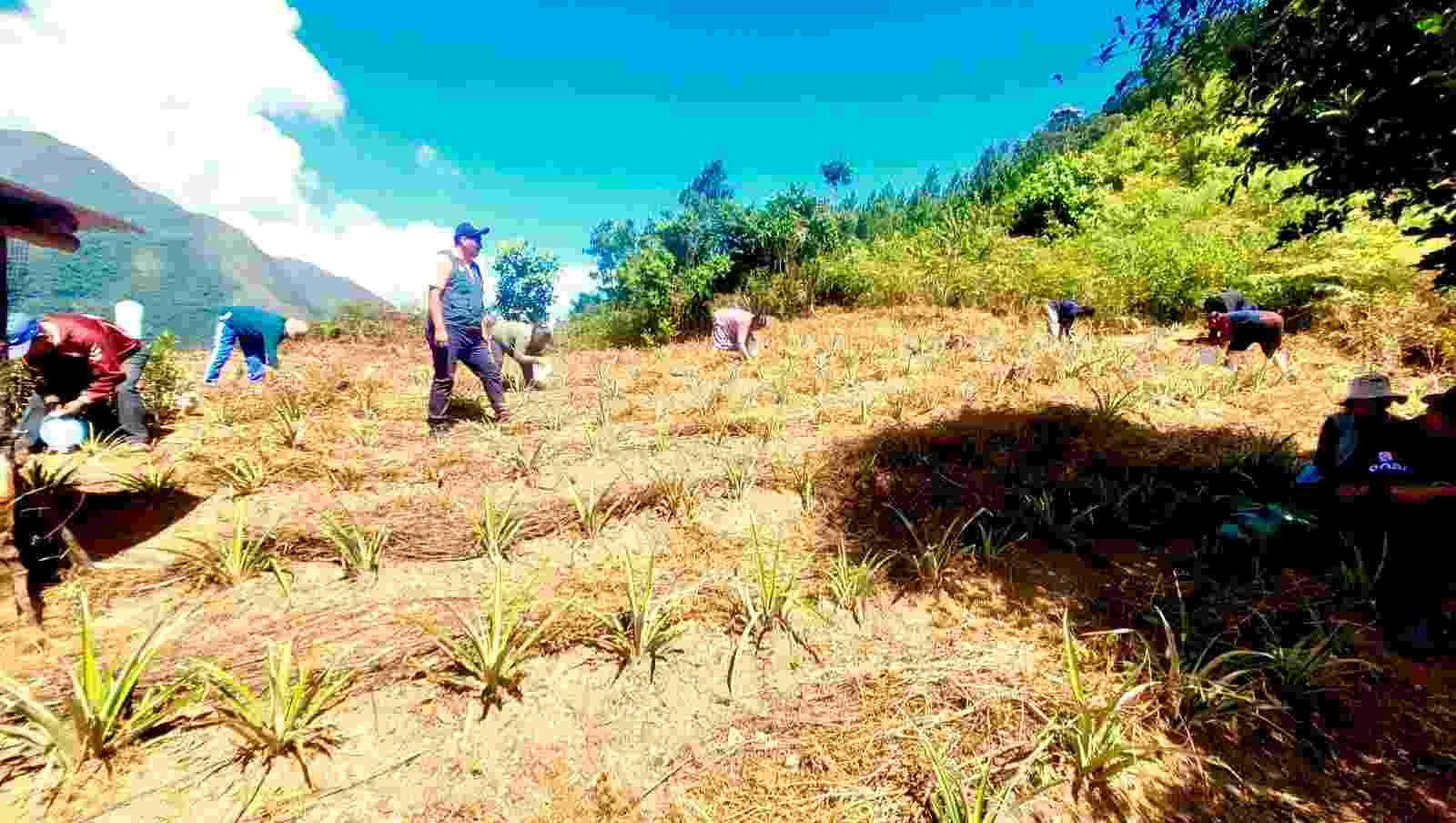 FRUTICULTORES DE SANDIA CULTIVAN NUEVOS SABERES PARA FORTALECER SU COSECHA