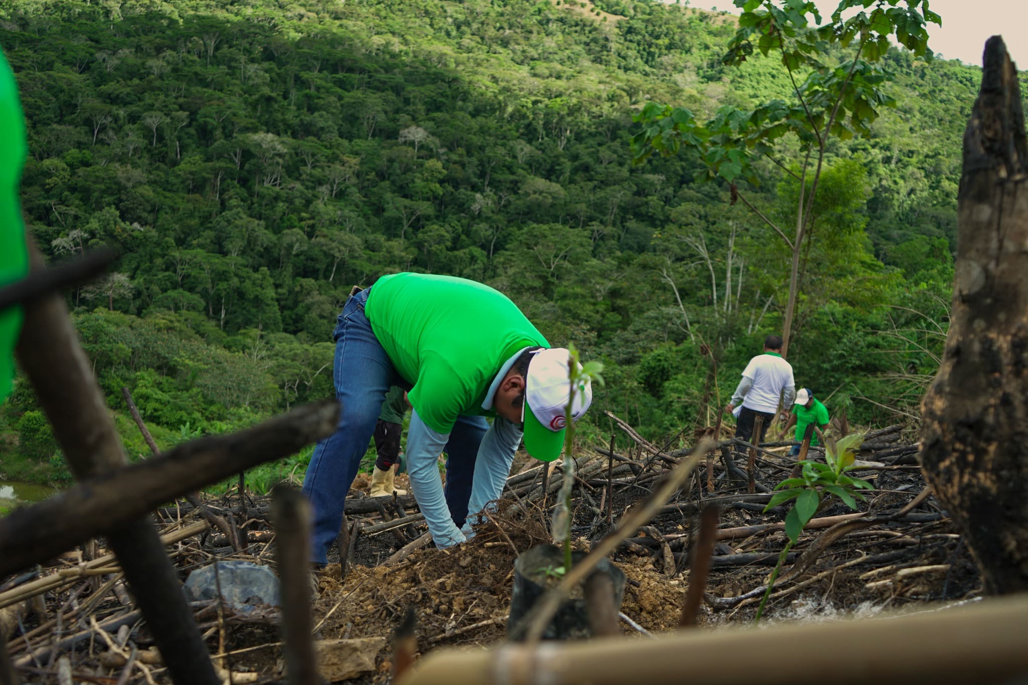 AVANZA LA PLANTACIÓN DE PALTO EN SANDIA CON PRESENCIA DEL EQUIPO DEL PROYECTO FRUTALES