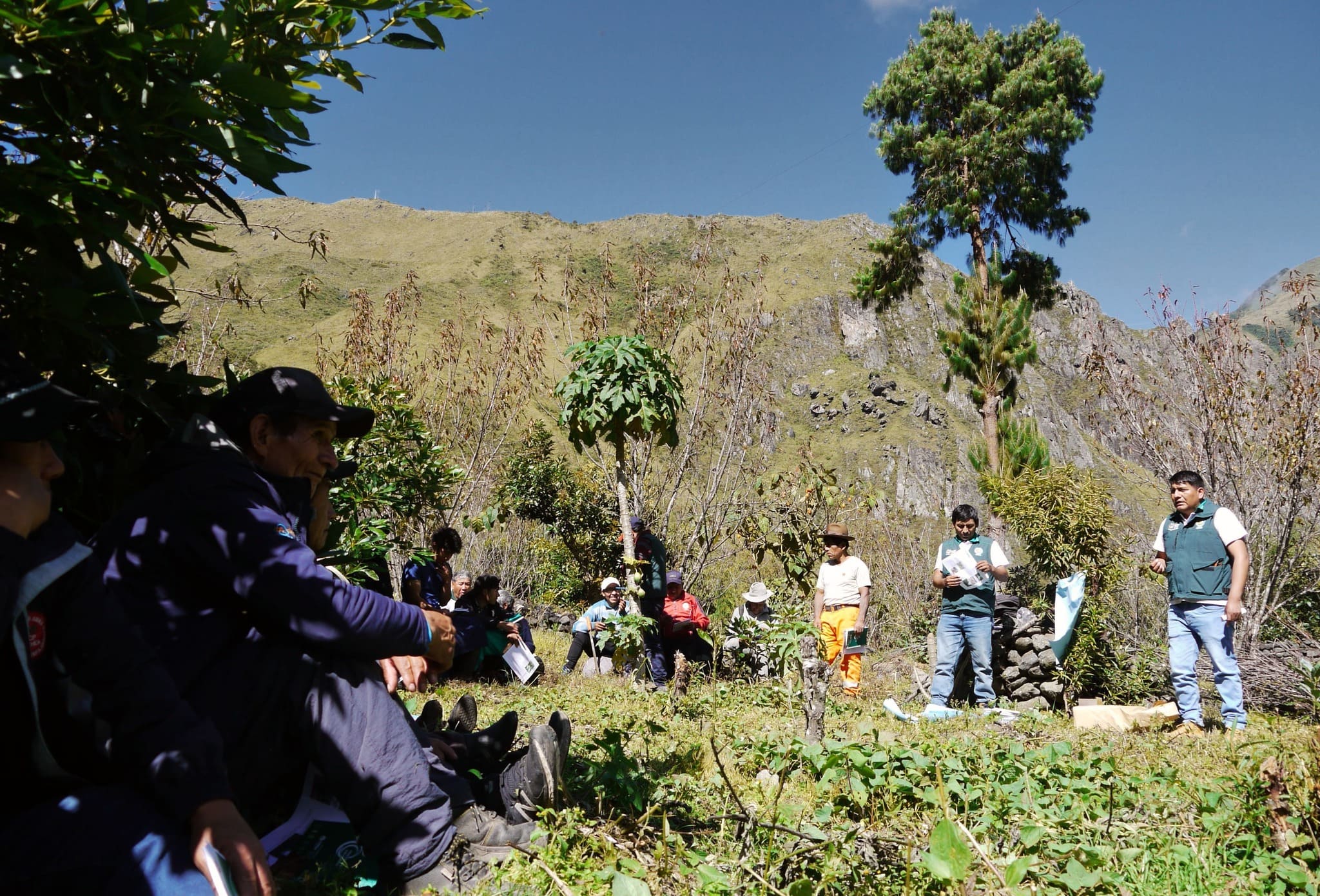 PRODUCTORES DE AYAPATA APRENDEN A PODAR PALTOS COMO EXPERTOS