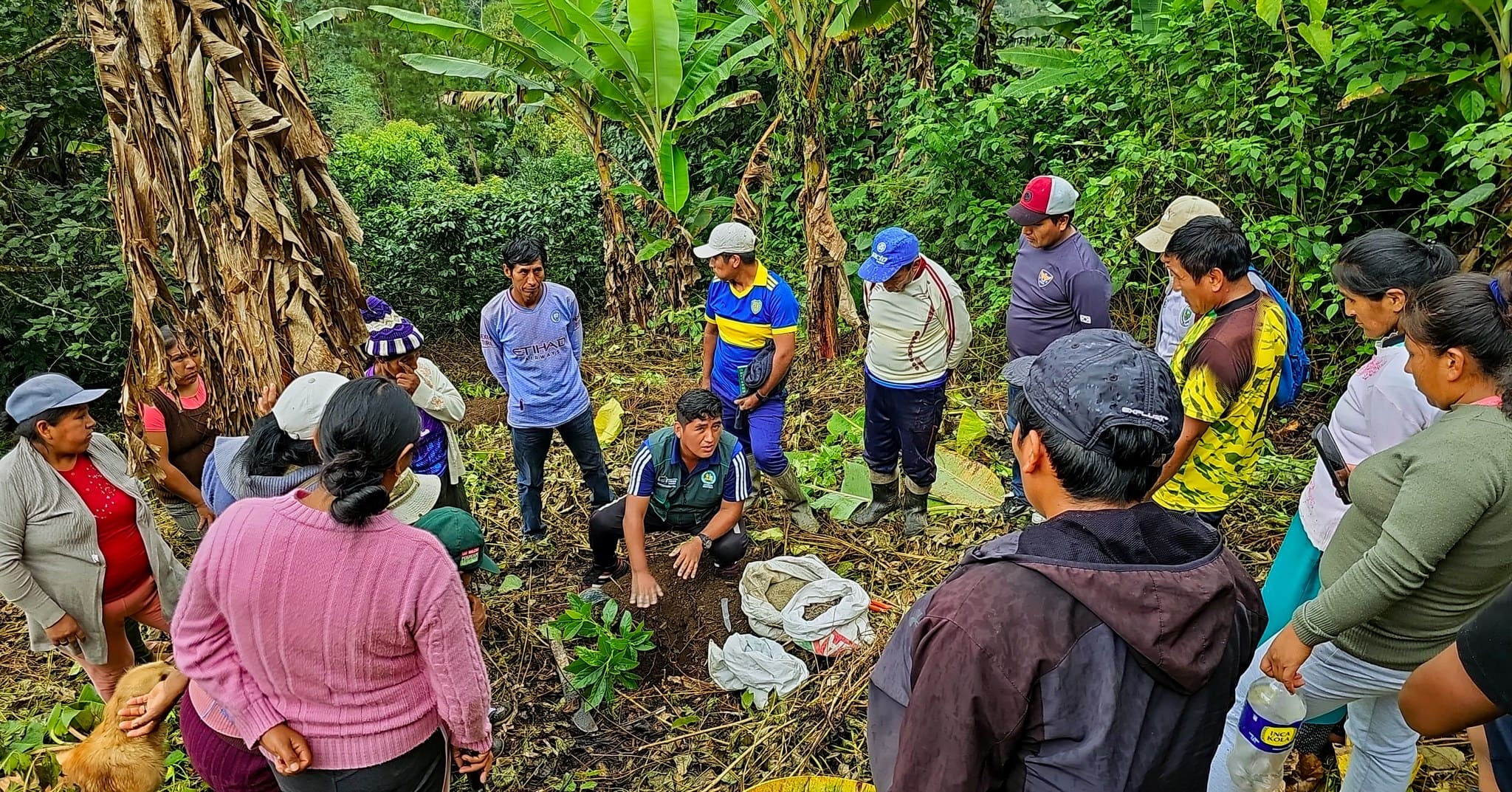 PRODUCTORES SIEMBRAN PLANTONES DE PALTO CON APOYO TÉCNICO DEL PROYECTO FRUTALES