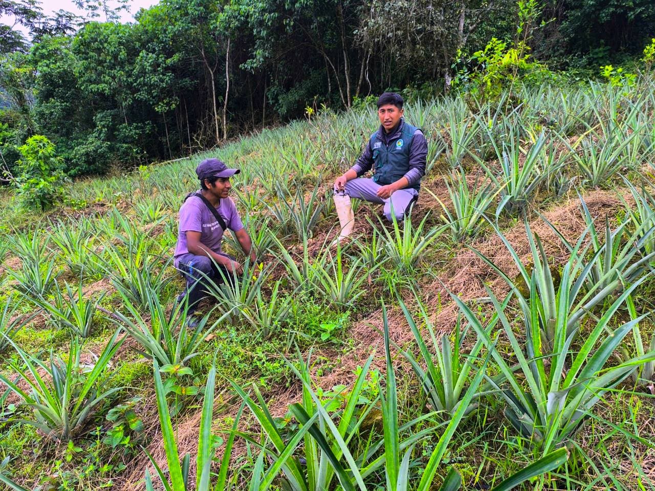 INSTALACIÓN A CAMPO DEFINITIVO DE CULTIVOS DE CÍTRICOS, PIÑA Y PAPAYA EN AYAPATA