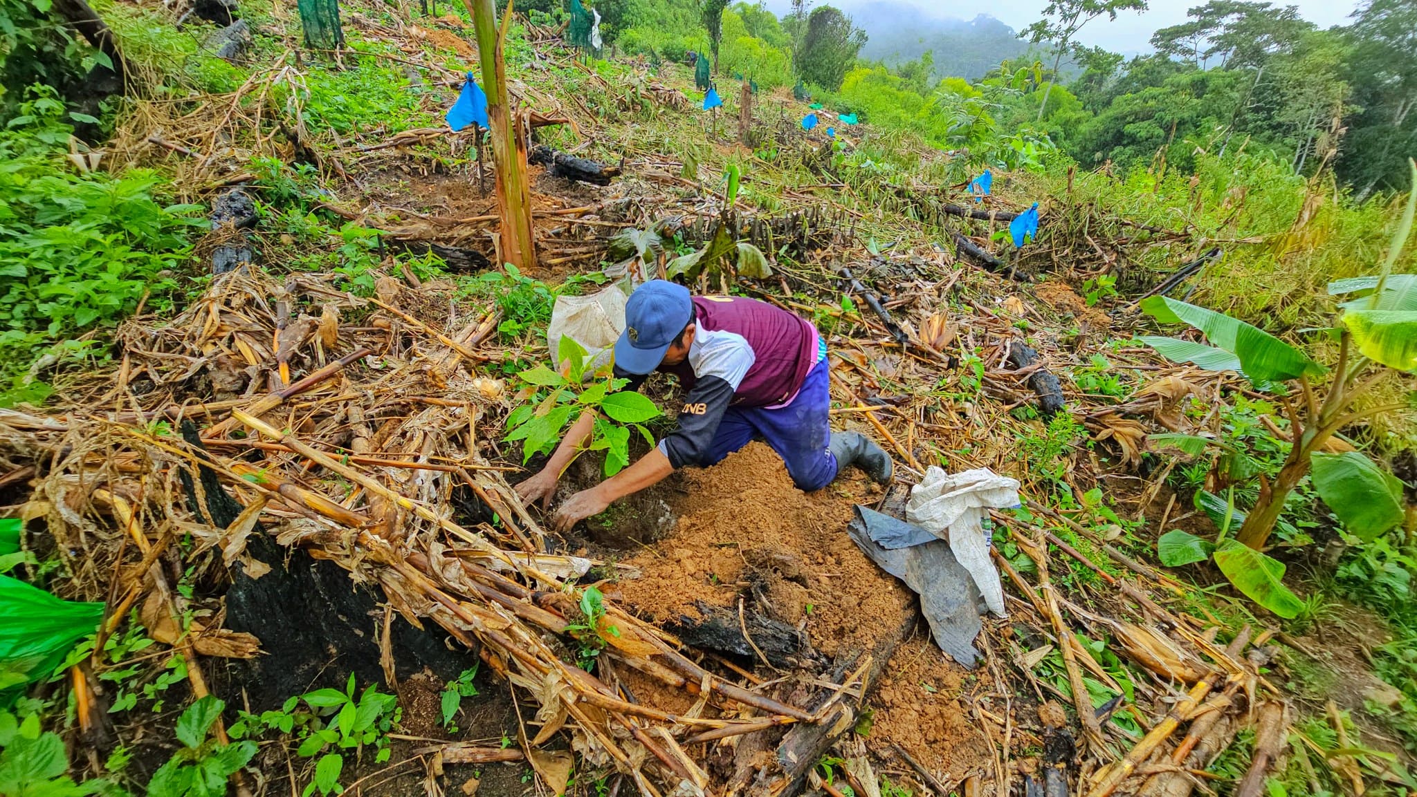 ESCUELA DE CAMPO SAN BENIGNO DE PUTINA PUNCO INSTALA CULTIVO DE PALTO Y CÍTRICOS CON APOYO DEL PROYECTO FRUTALES