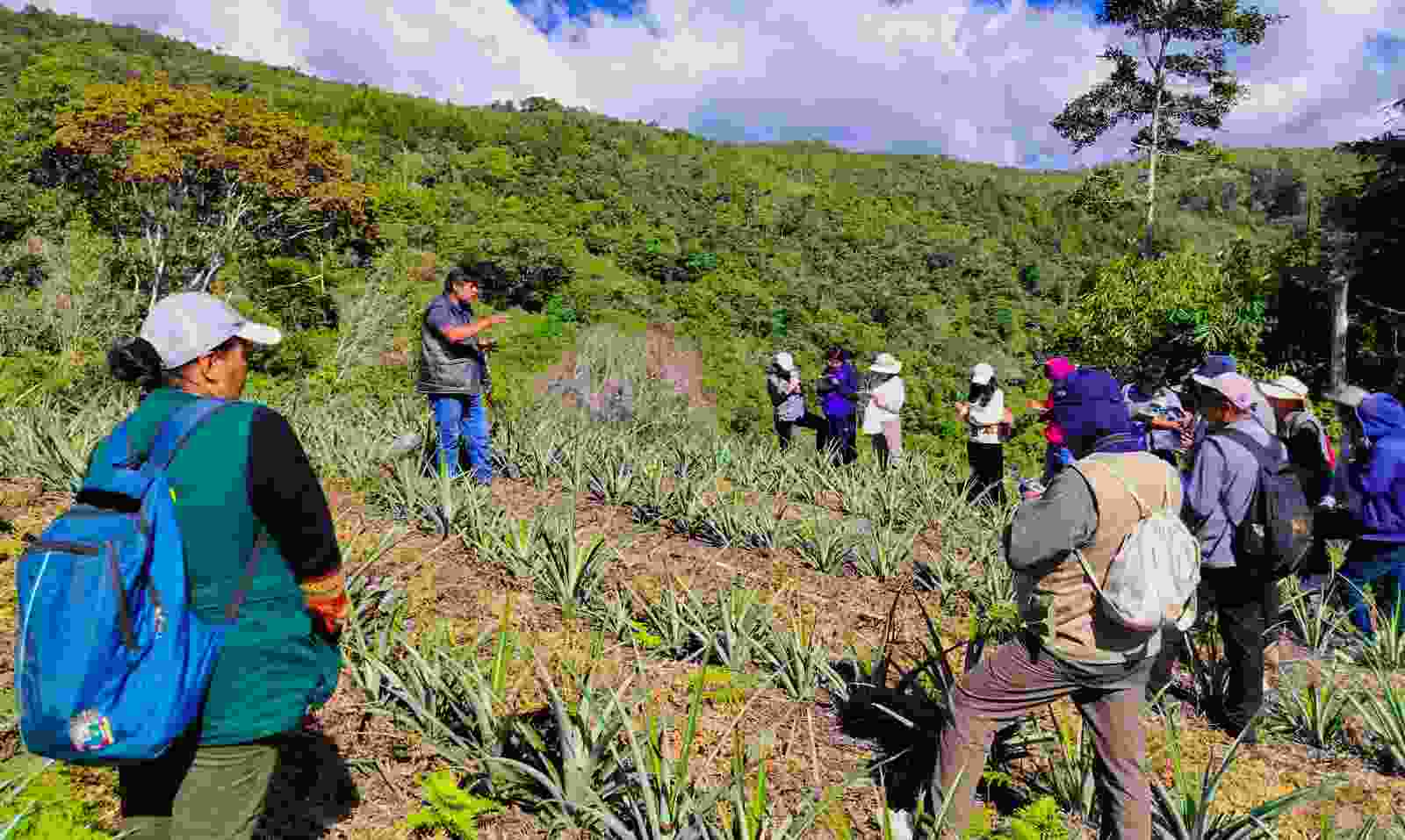 ESTUDIANTES DE LA UNA PUNO FORTALECEN CONOCIMIENTOS EN MANEJO TÉCNICO EN CULTIVO DE PIÑA