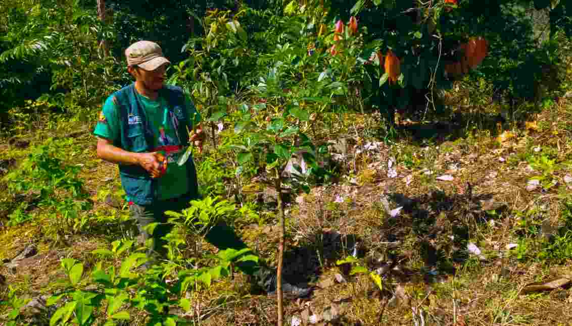 FORTALECEN PRODUCCIÓN DE PALTA EN ALTO INAMBARI