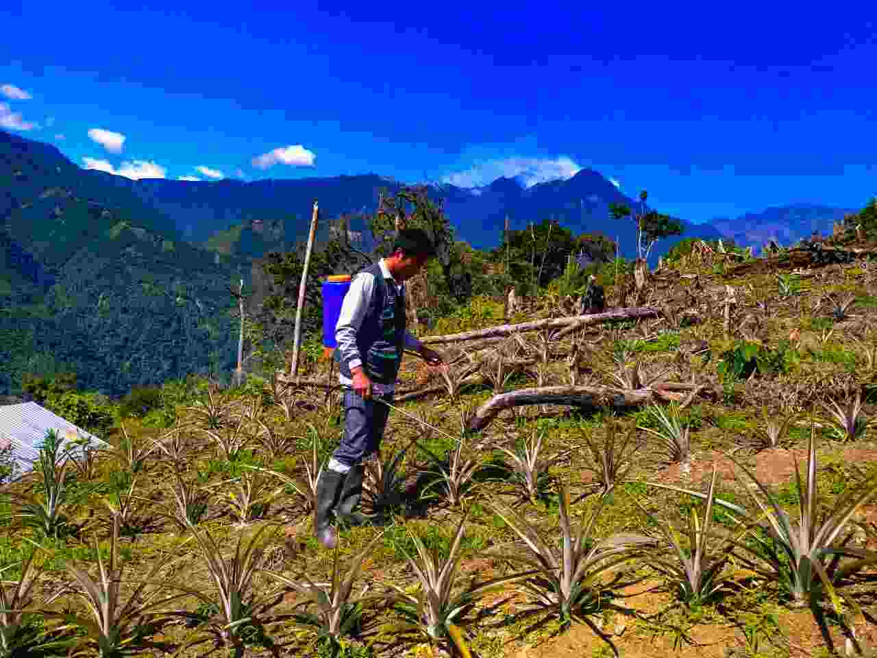 PROYECTO FRUTALES FORTALECE EL MANEJO DE CÍTRICOS EN AYAPATA CON CAPACITACIÓN PRÁCTICA