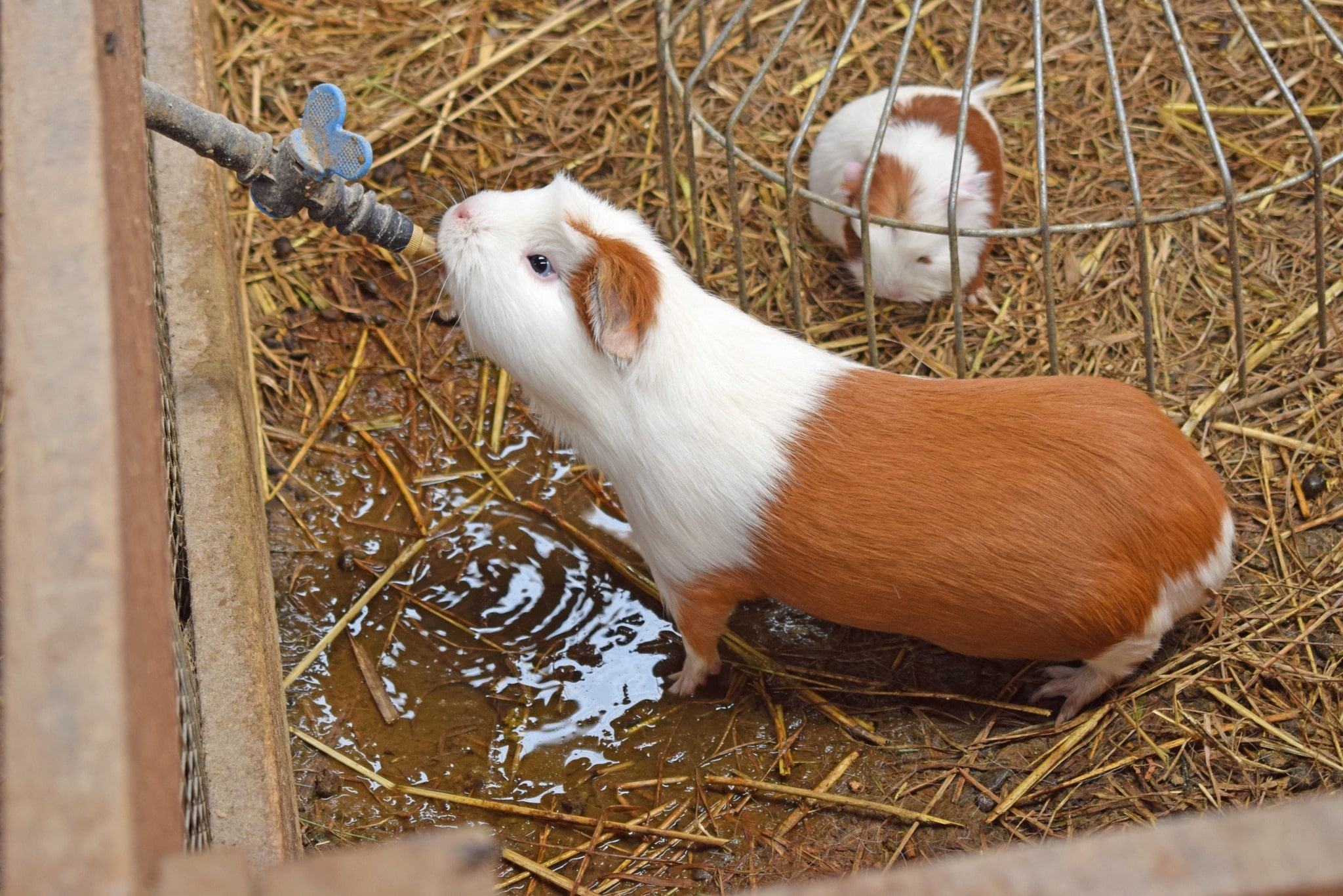 PRODUCTORES FORTALECEN SUS CONOCIMIENTOS EN LA II PASANTÍA ORGANIZADA POR EL PROYECTO SEGURIDAD ALIMENTARIA