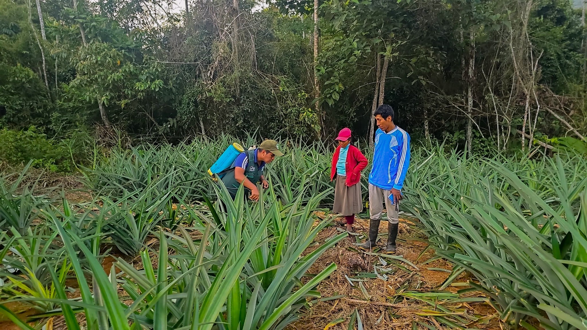 SE INICIA INDUCCIÓN FLORAL EN 55 HECTÁREAS DE PIÑA EN SANDIA Y CARABAYA