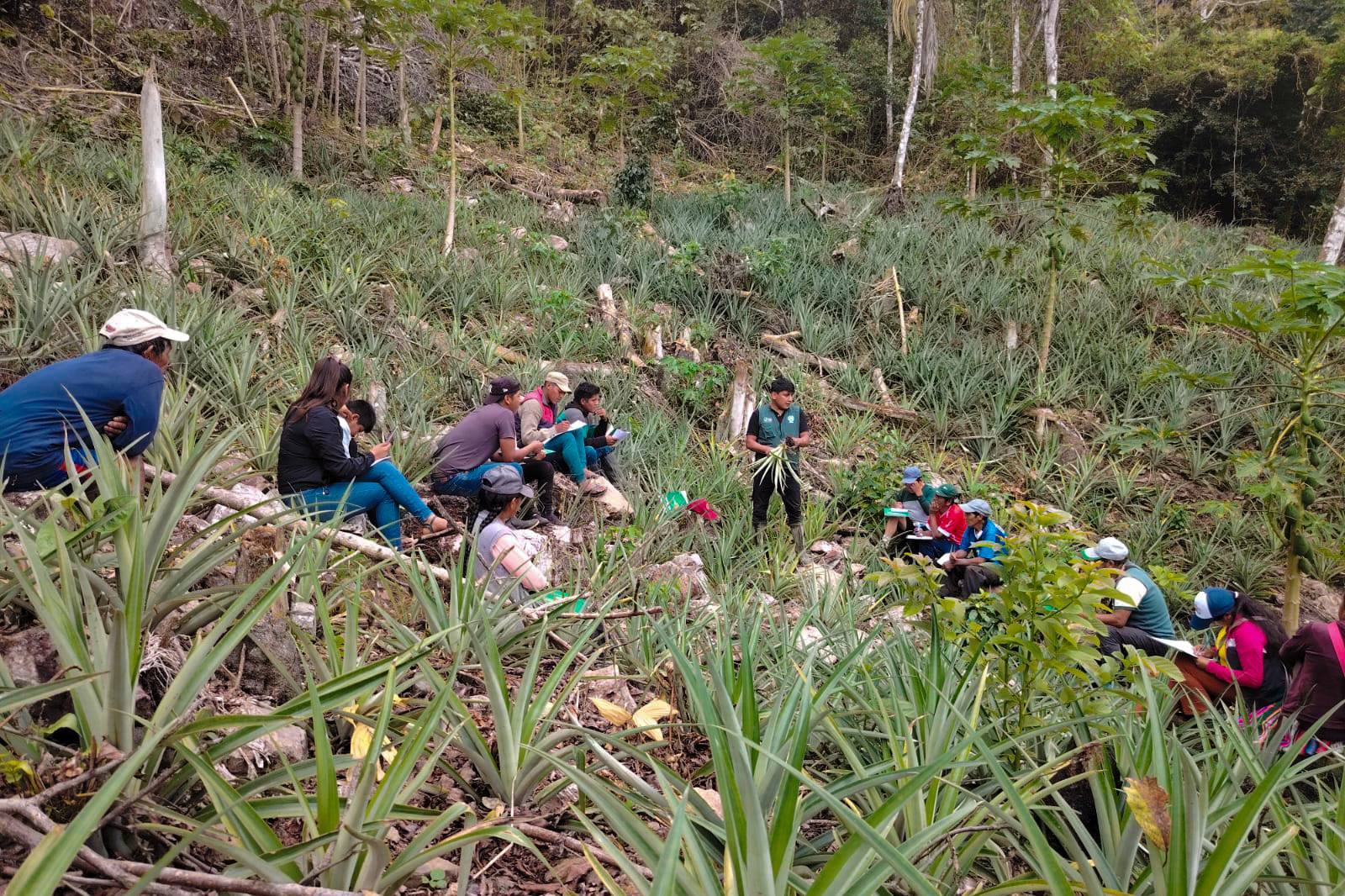 PRODUCTORES DE PUTINA PUNCO FORTALECEN SUS CONOCIMIENTOS EN BIOINSUMOS Y MANEJO AGRONÓMICO DE PIÑA