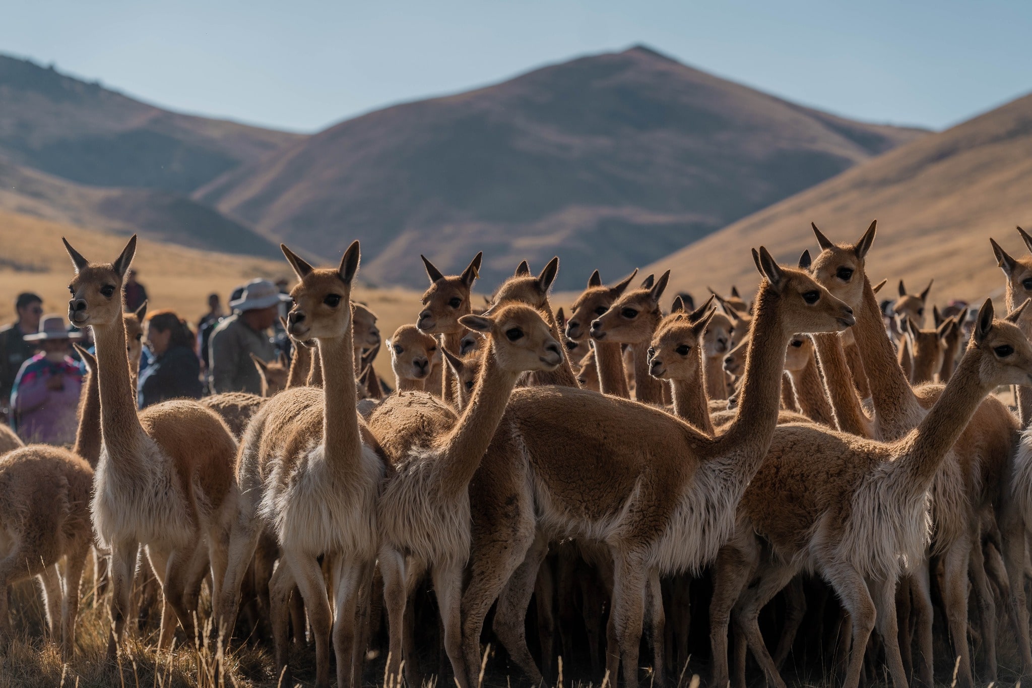 FESTIVAL ECOTURÍSTICO “CHAKU DE VICUÑAS CALA CALA 2025” PROMUEVE TURISMO Y DESARROLLO SOSTENIBLE EN PEDRO VILCAPAZA.