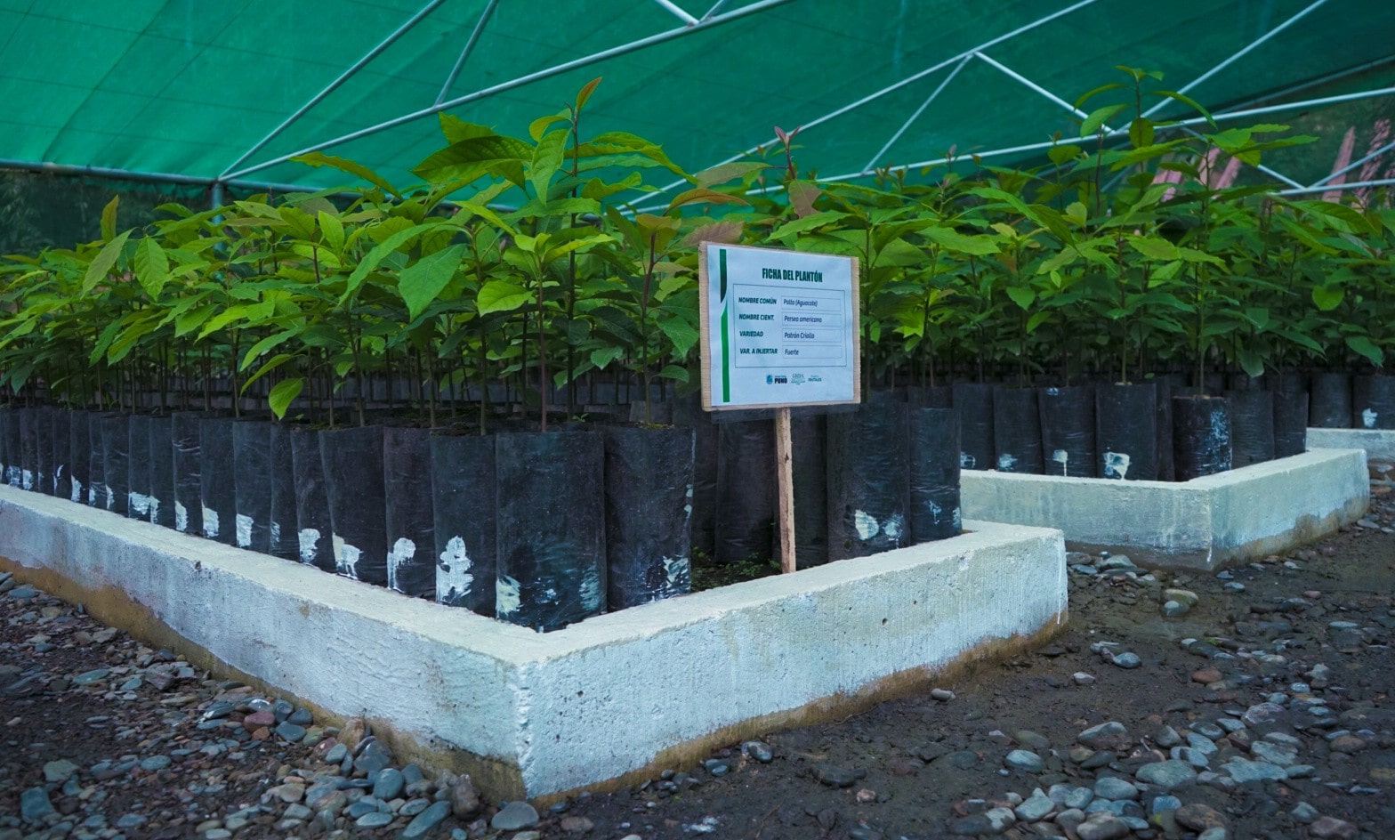 INAUGURAMOS VIVERO CENTRALIZADO QUE IMPULSARÁ LA FRUTICULTURA EN ALTO INAMBARI