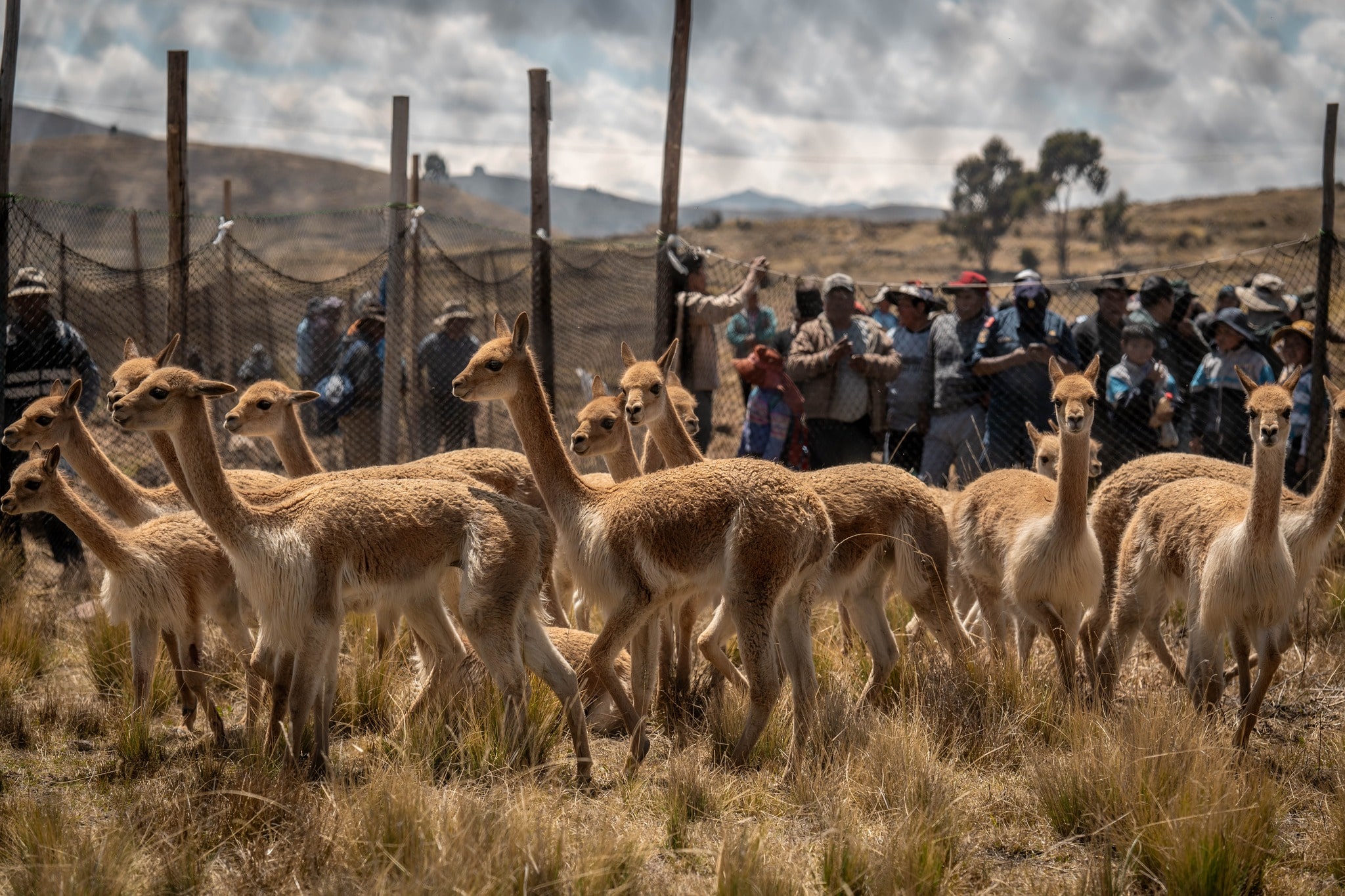 PROYECTO VICUÑAS DEL GOBIERNO REGIONAL DE PUNO REALIZA ACTIVIDAD DE EXTRACCIÓN EN EL DISTRITO DE ANAPIA