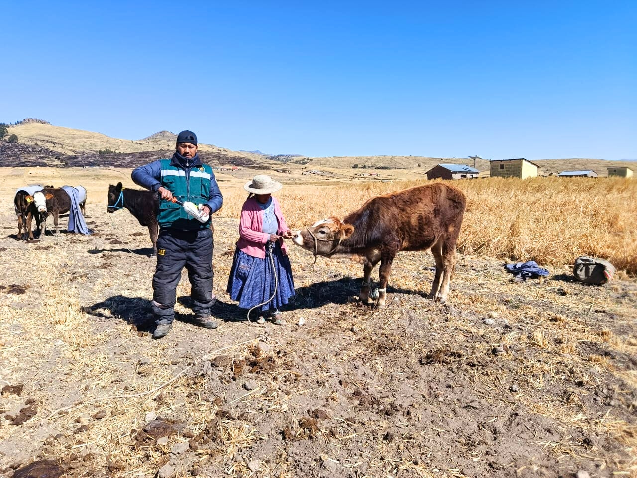 GOBIERNO REGIONAL PUNO IMPULSA JORNADA DE SANIDAD ANIMAL EN YUNGUYO Y LAMPA.
