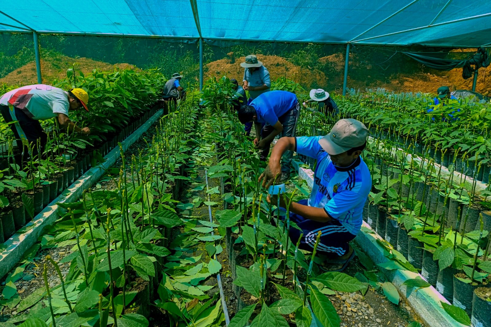 PROYECTO FRUTALES IMPULSA PRODUCCIÓN DE PALTO EN ALTO INAMBARI