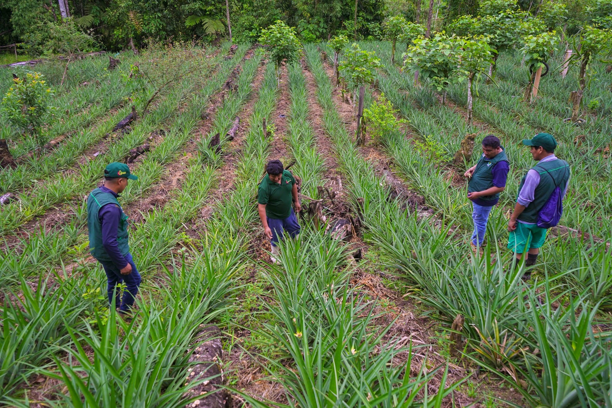 PROYECTO FRUTALES DA SEGUIMIENTO AL TRABAJO FRUTÍCOLA EN AYAPATA