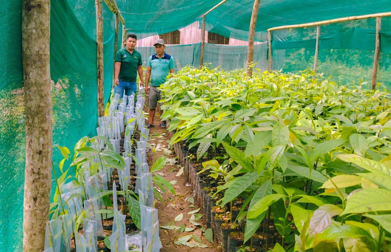 PROYECTO FRUTALES SUPERVISA VIVERO FAMILIAR EN PUTINA PUNCO