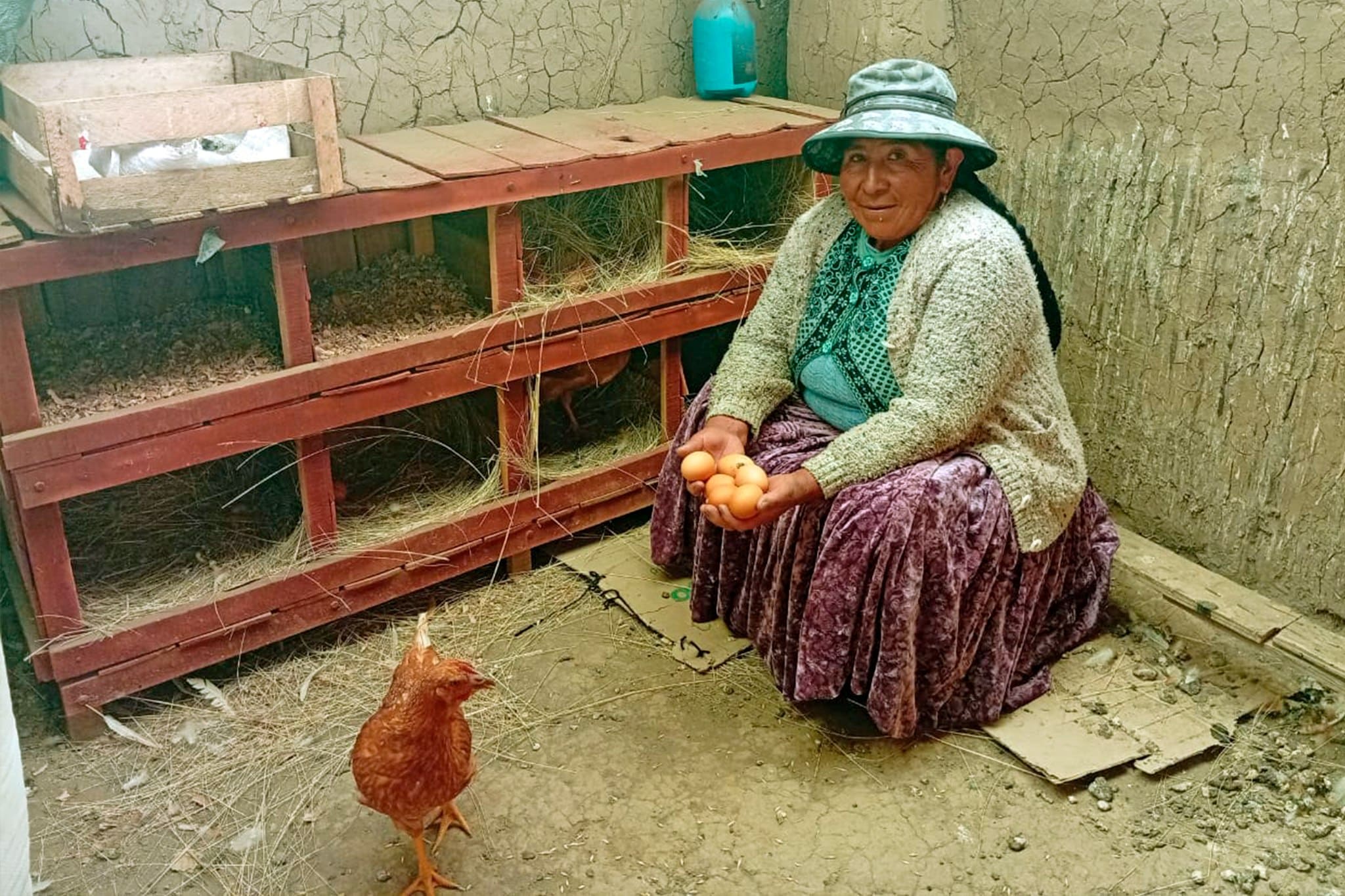 AGRICULTURA QUE TRASCIENDE ALTURAS: FAMILIAS DE SANTA ROSA – MELGAR CULTIVAN HORTALIZAS SOBRE LOS 4.000 MSNM