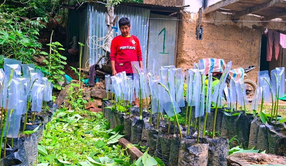 REALIZAN INJERTADO DE CÍTRICOS Y PALTO EN ESCUELAS DE CAMPO DE SAN JUAN DEL ORO