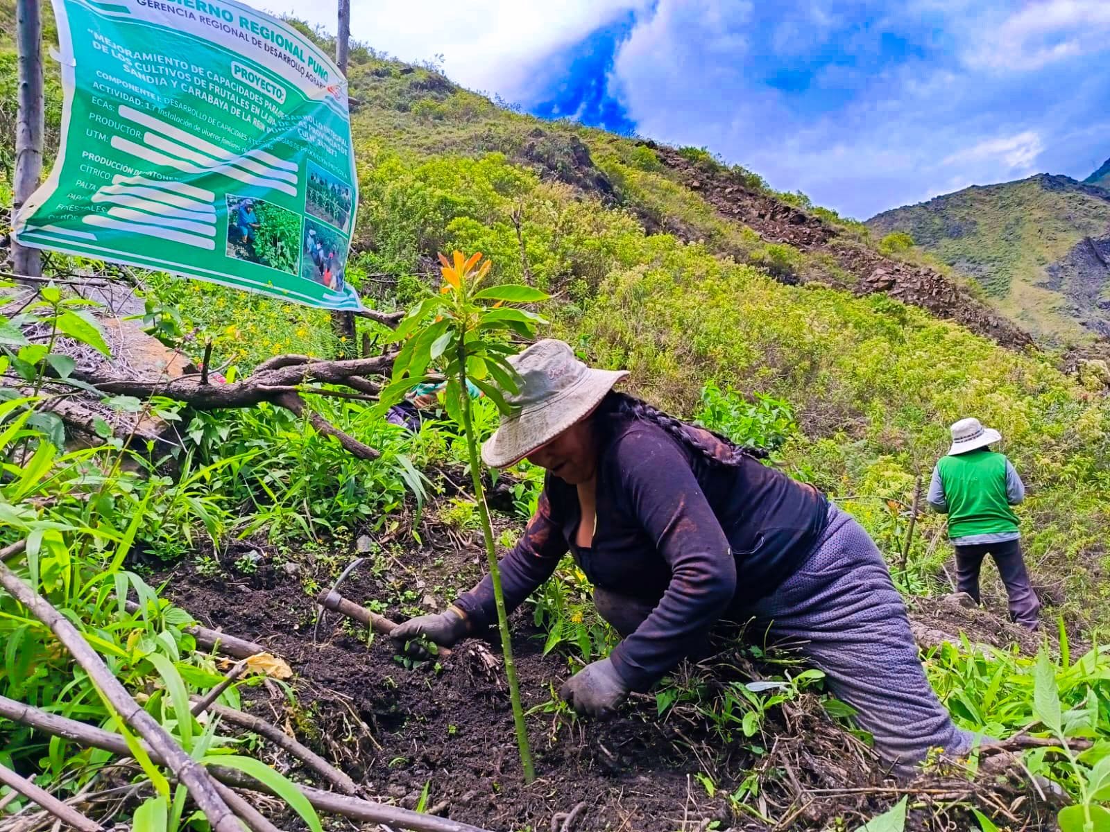 FORTALECEN CAPACIDADES EN BUENAS PRÁCTICAS AGRÍCOLAS EN ESCUELAS DE CAMPO DE AYAPATA